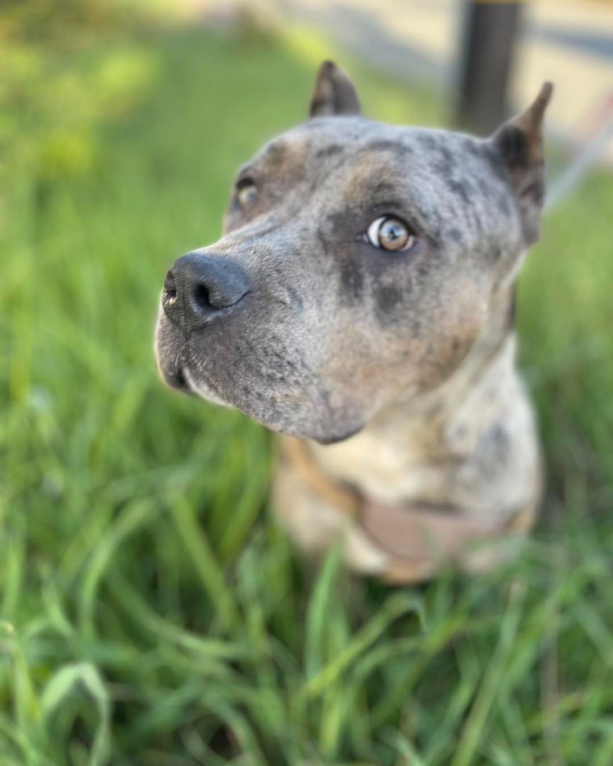 Enlarge Stormy, a Adoptable American Bully in Willits , CA image 8/9