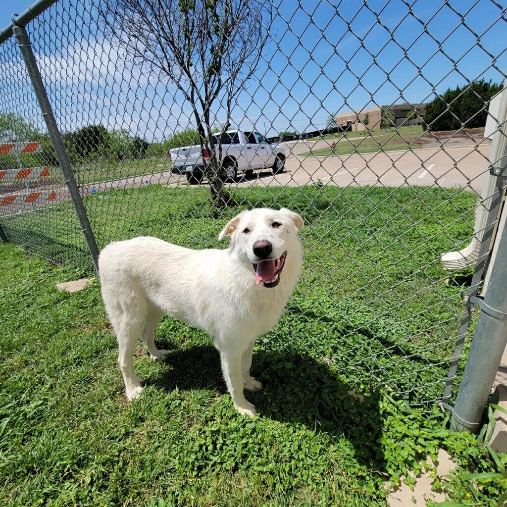 JOE/ ALEX*, a Adopted mixed breed in Belton, TX image 1/3