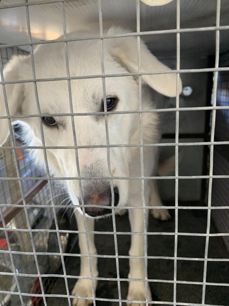 JOE/ ALEX*, a Adopted mixed breed in Belton, TX image 2/3