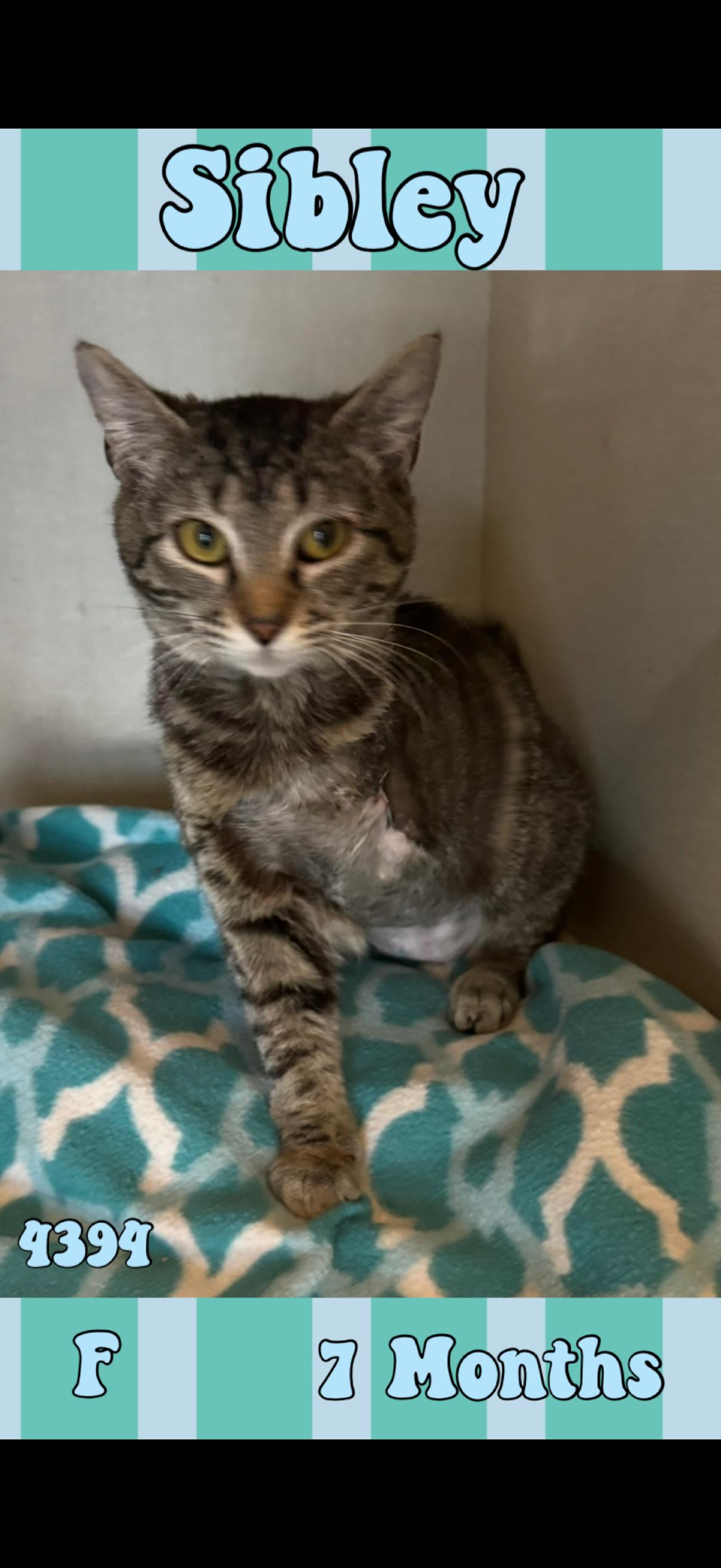 Sibley, ADOPTABLE, Young Female Domestic Short Hair.