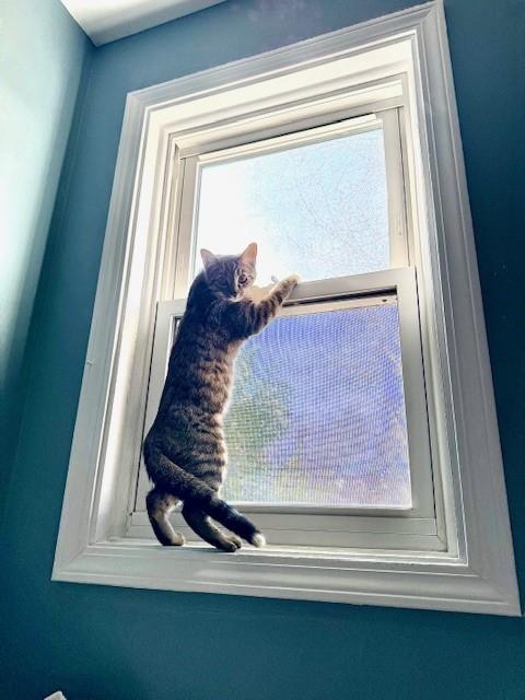 Enlarge Tori, a Adoptable Domestic Short Hair in Grosse Ile, MI image 1/1