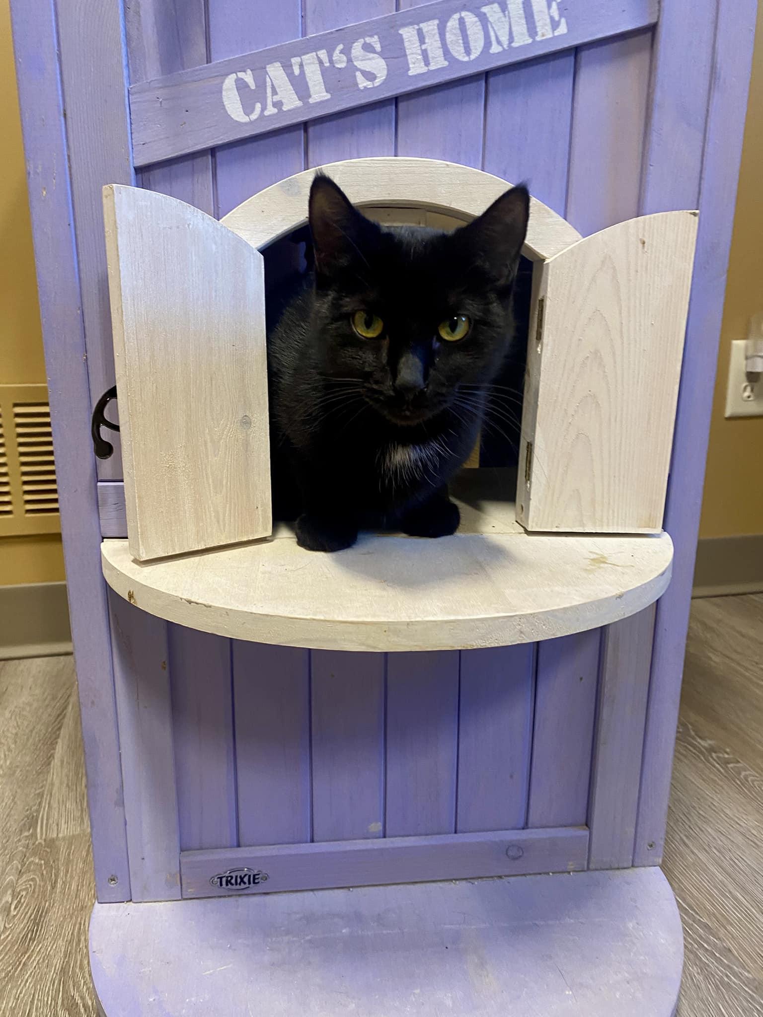 Enlarge Phoebe, a Adoptable Domestic Short Hair in Davenport, IA image 1/1