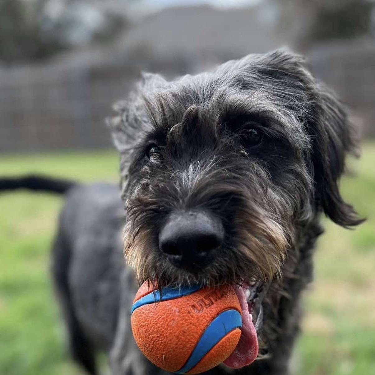 Enlarge Ranger, an adopted mixed breed in Georgetown, TX image 6/6