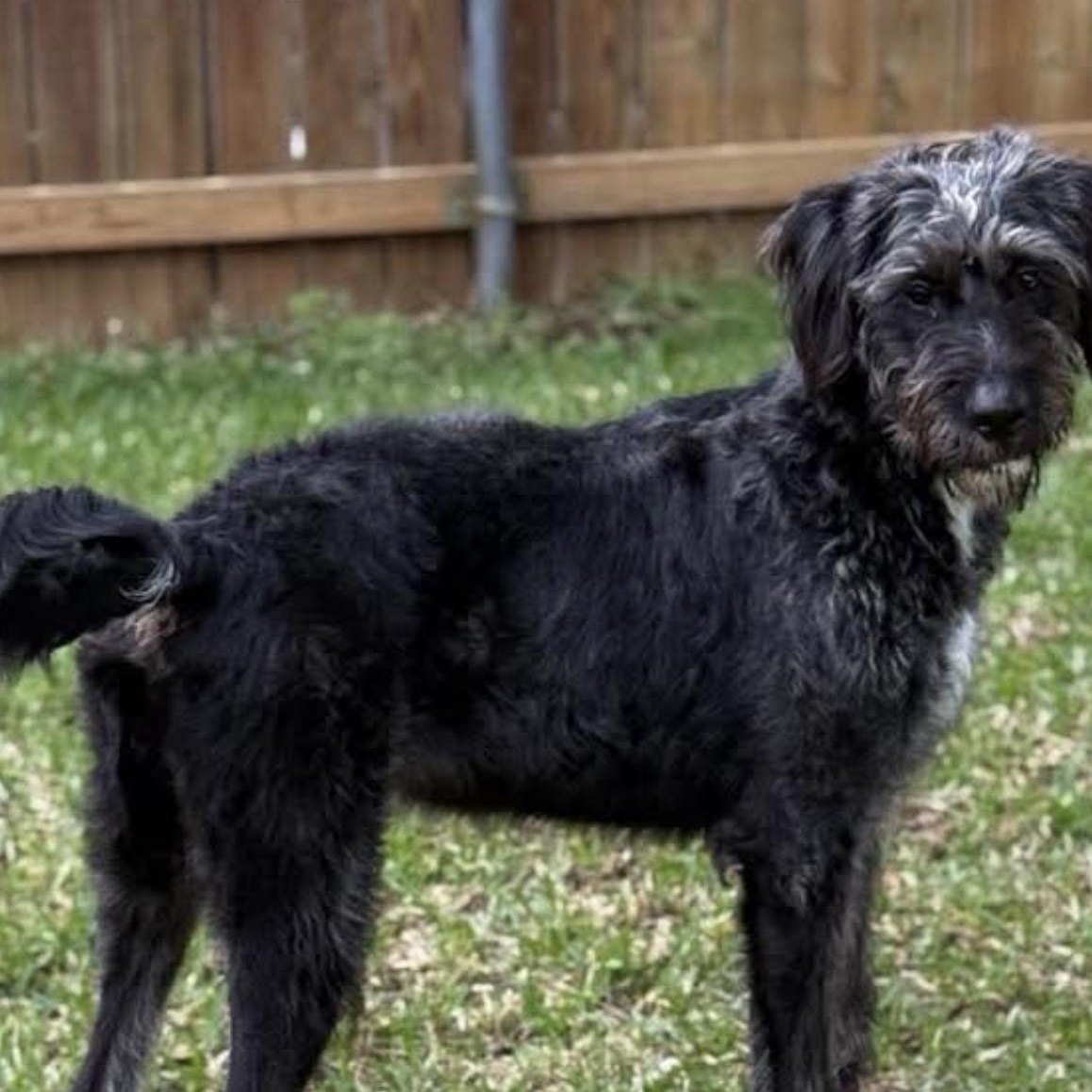 Enlarge Ranger, an adopted mixed breed in Georgetown, TX image 4/6