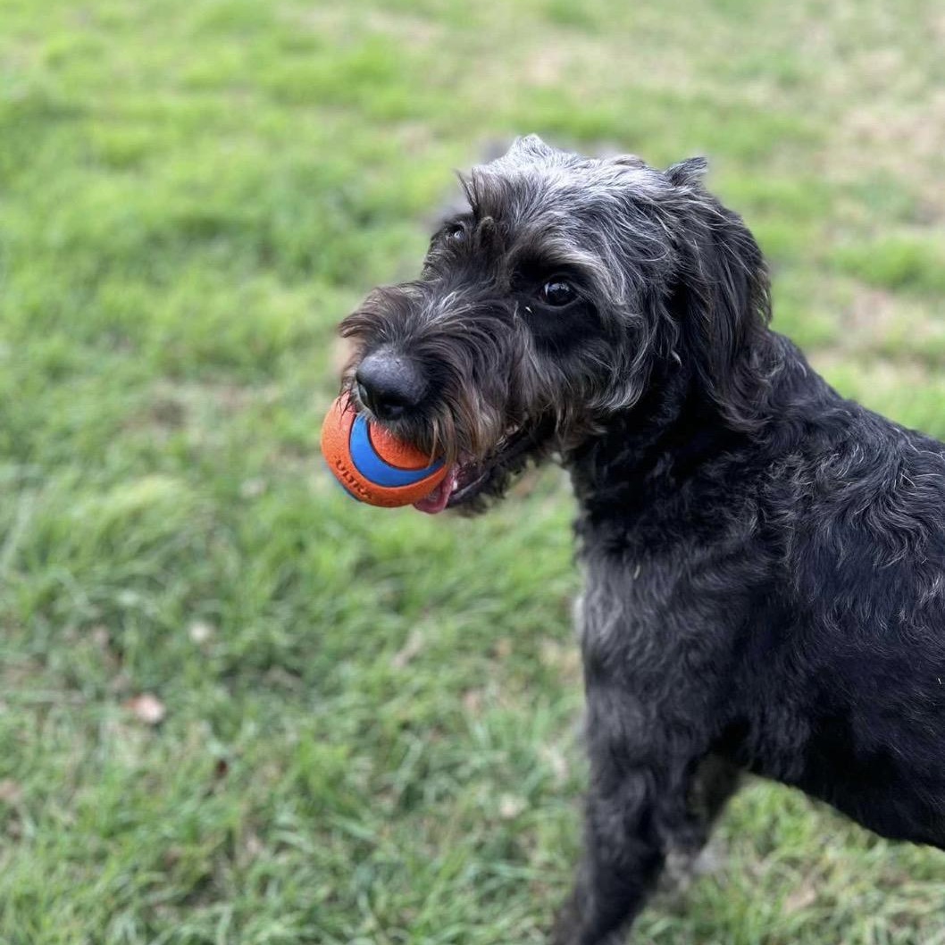 Enlarge Ranger, an adopted mixed breed in Georgetown, TX image 3/6
