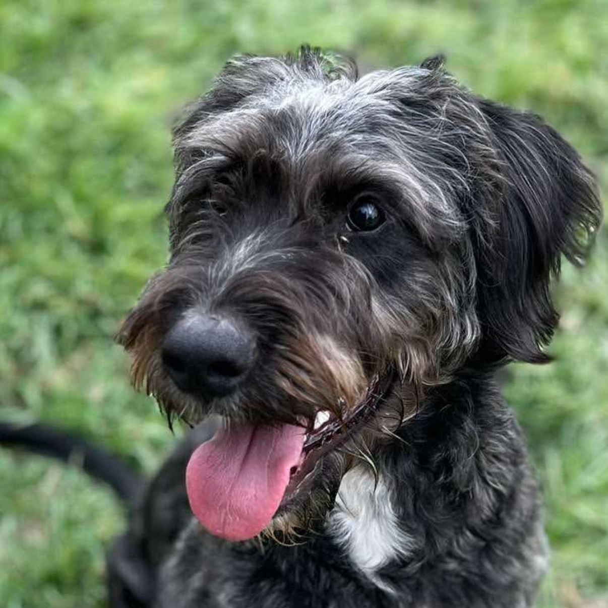 Ranger, adopted, Young Male Schnauzer & Poodle.