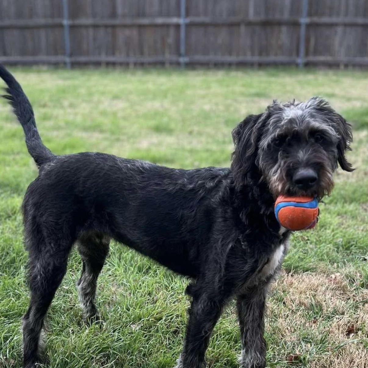 Enlarge Ranger, an adopted mixed breed in Georgetown, TX image 5/6