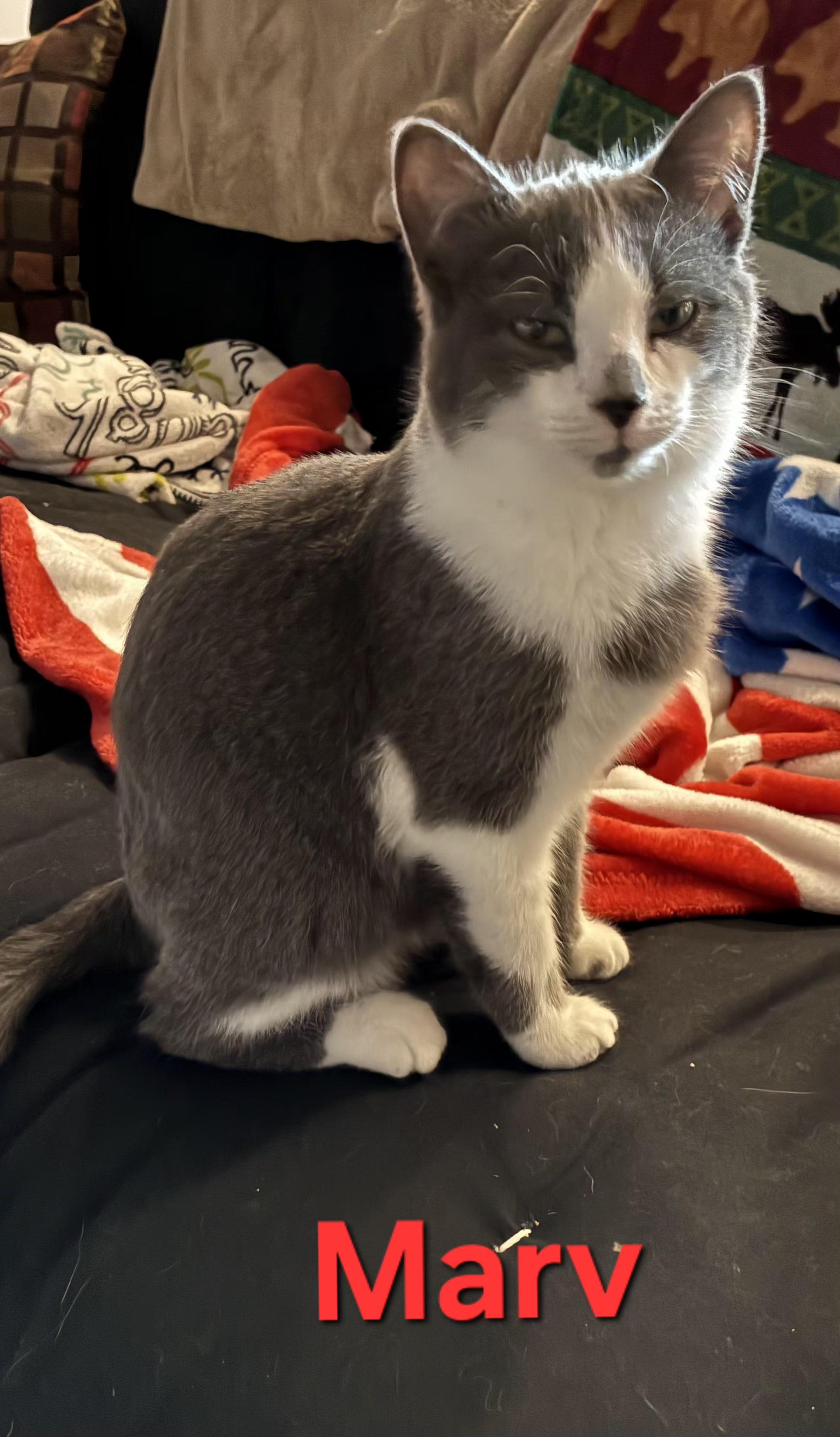 Enlarge Marv (siblings are Max and Molly), a ADOPTABLE Domestic Short Hair in Brighton, MI image 2/3