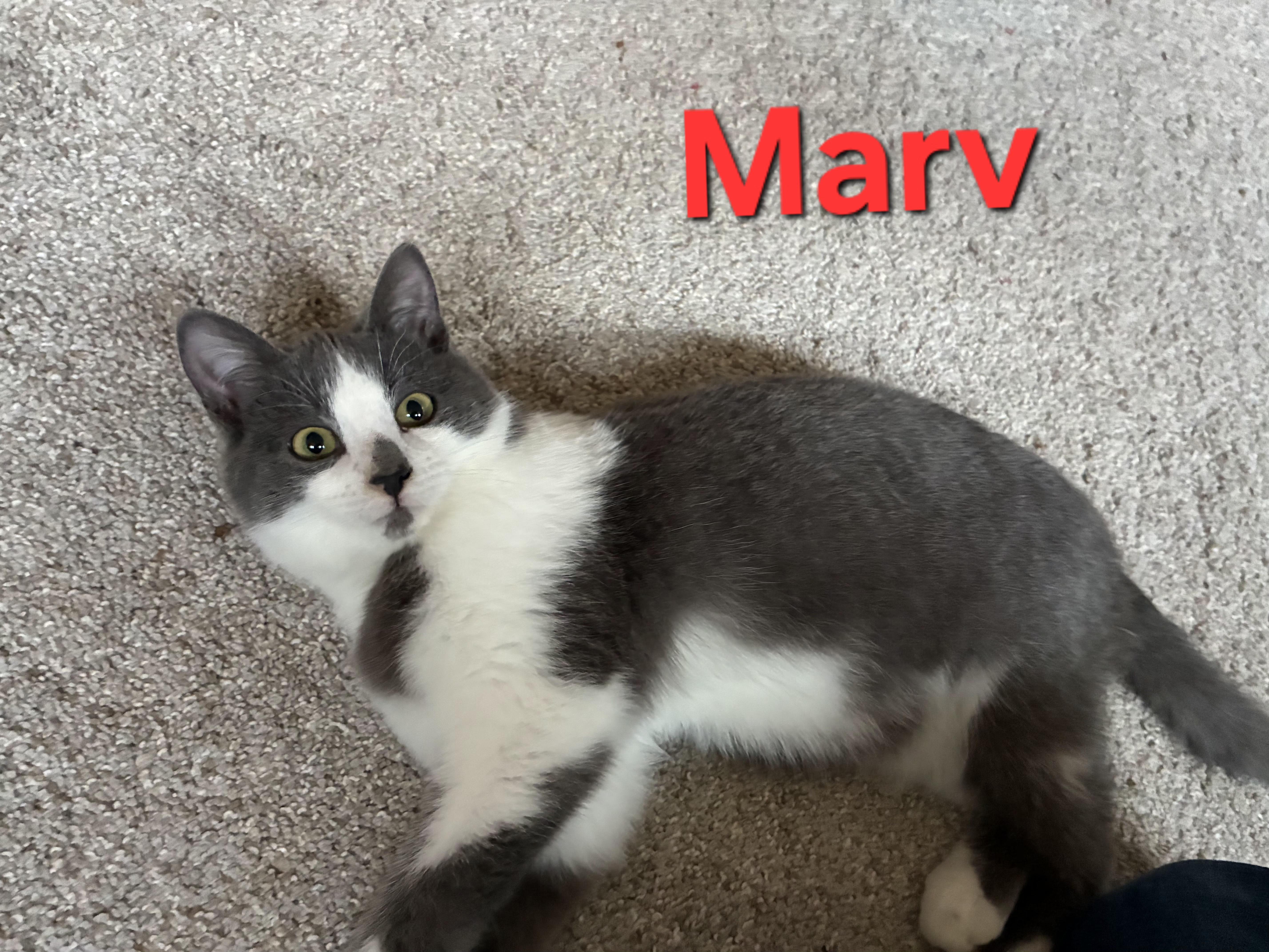 Enlarge Marv (siblings are Max and Molly), a ADOPTABLE Domestic Short Hair in Brighton, MI image 3/3