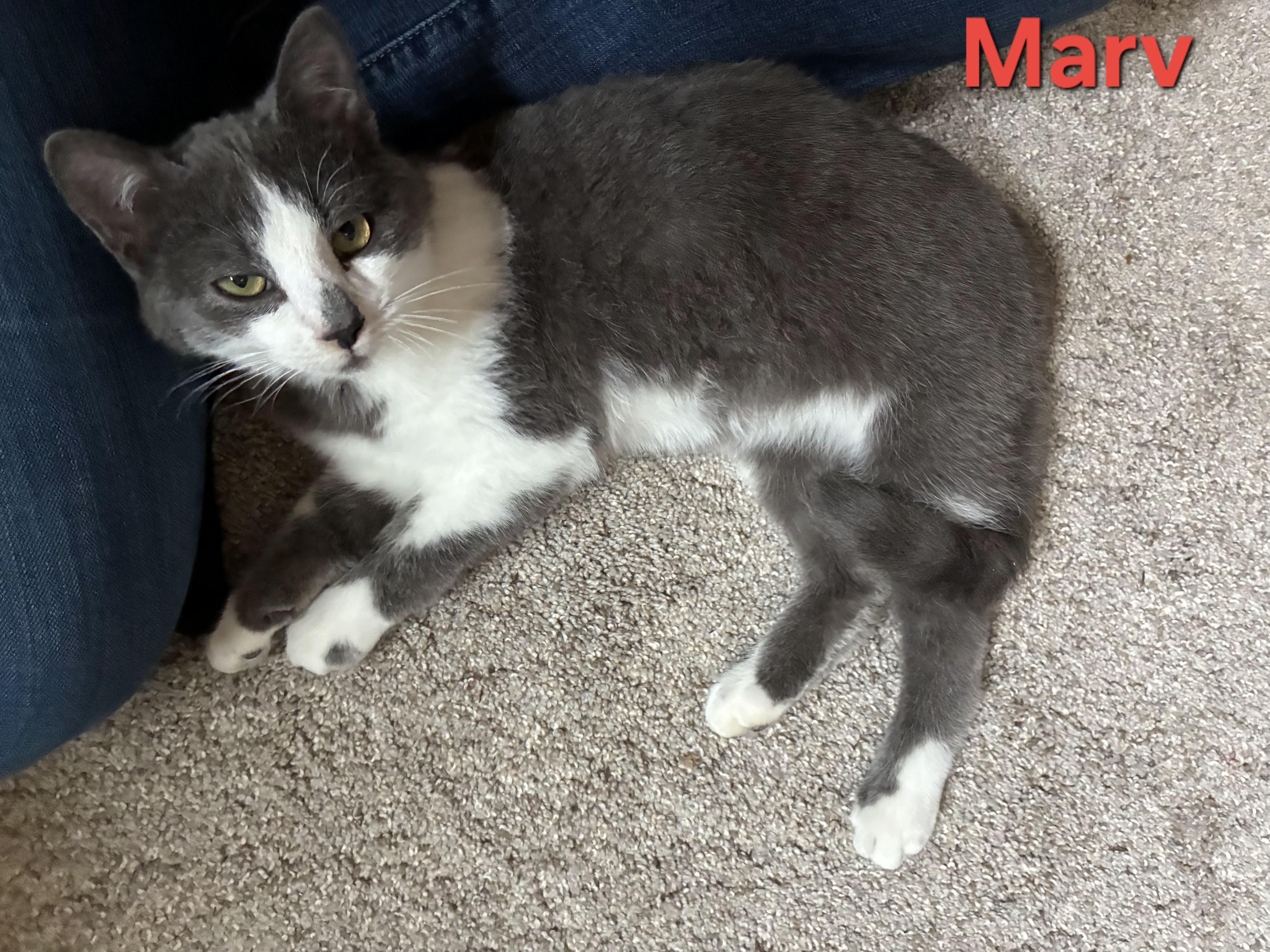 Enlarge Marv (siblings are Max and Molly), a ADOPTABLE Domestic Short Hair in Brighton, MI image 1/3