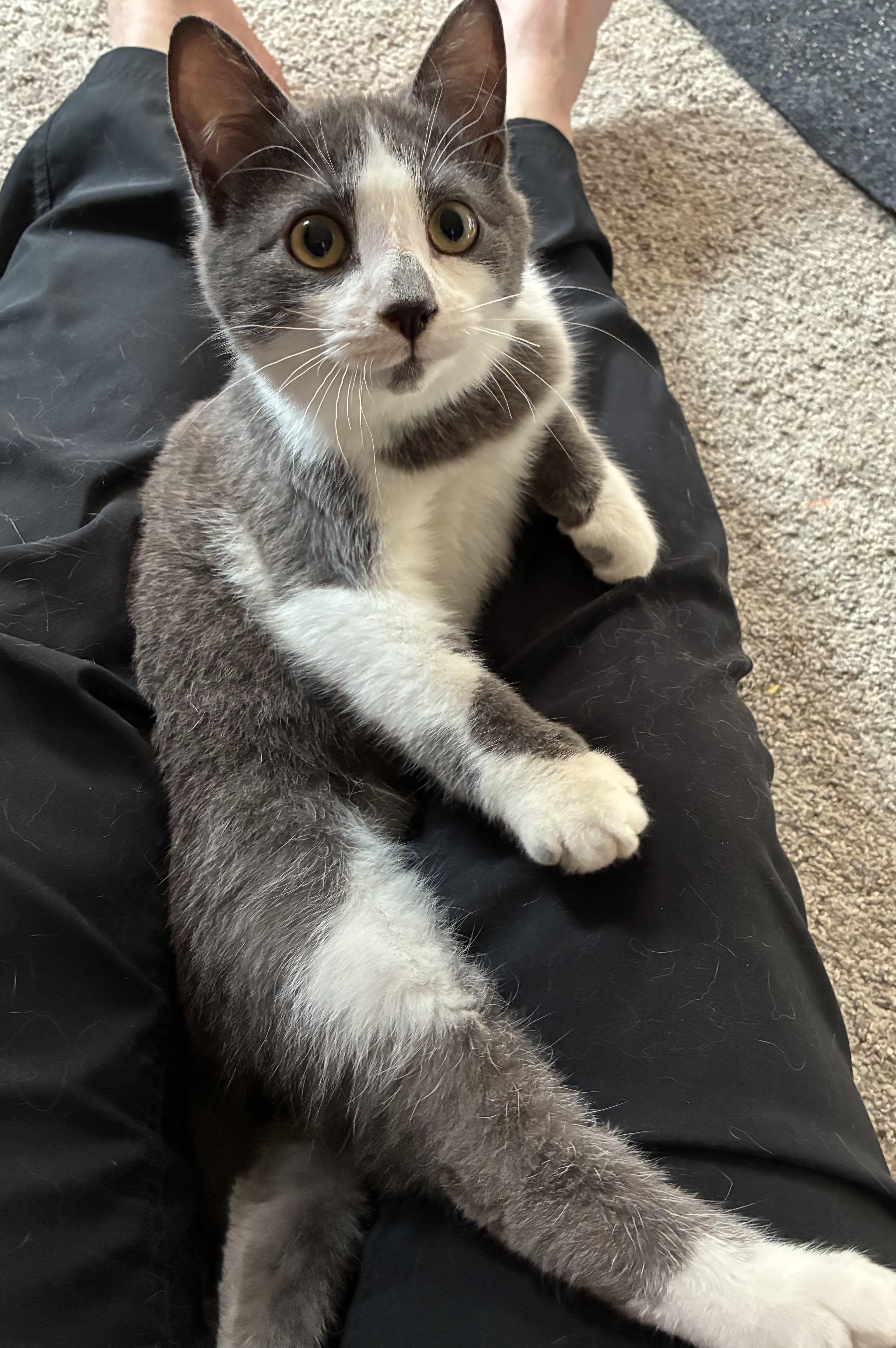 Enlarge Marv (siblings are Max and Molly), a ADOPTABLE Domestic Short Hair in Brighton, MI image 6/6