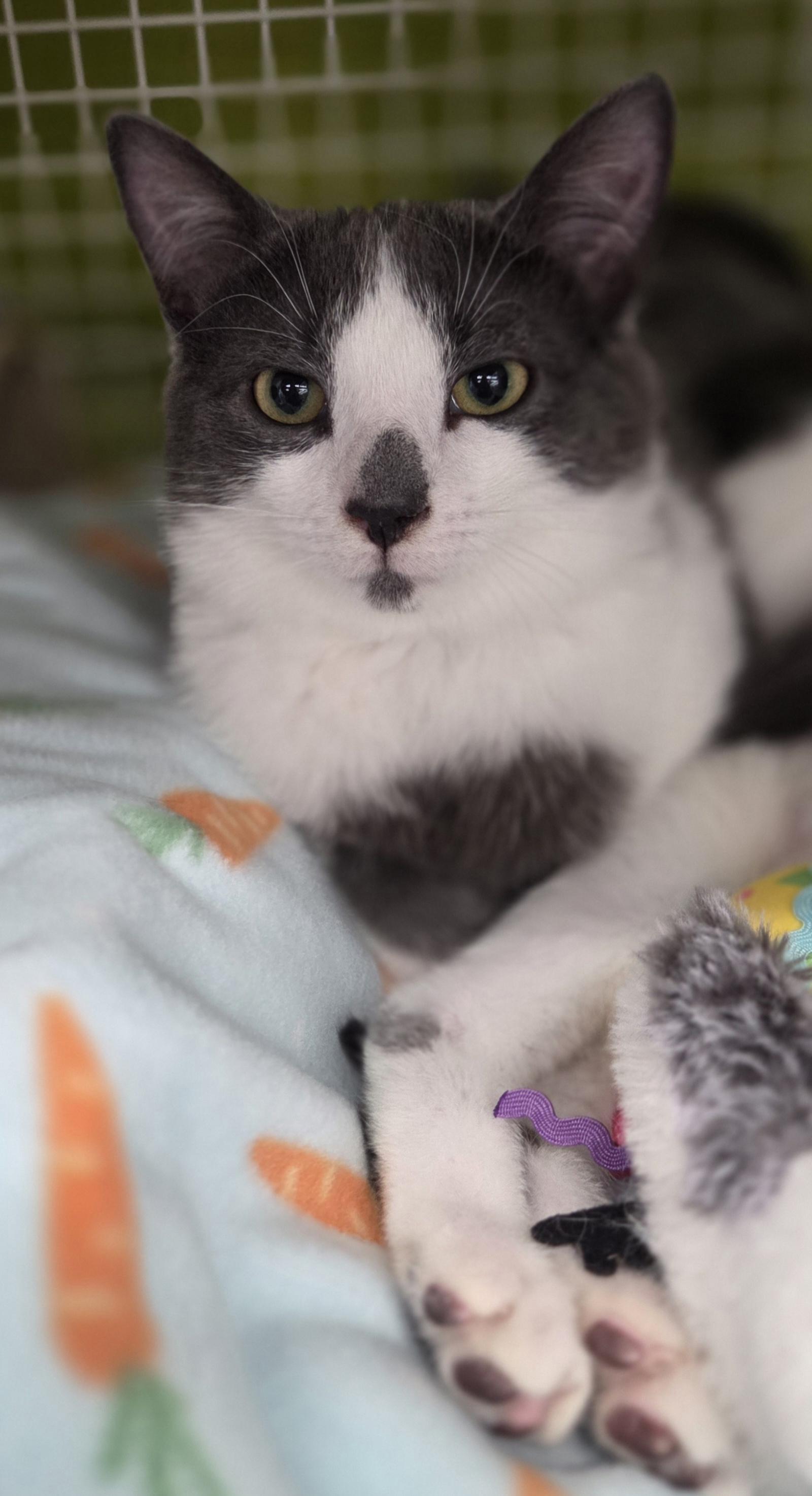 Enlarge Marv (siblings are Max and Molly), a ADOPTABLE Domestic Short Hair in Brighton, MI image 3/6