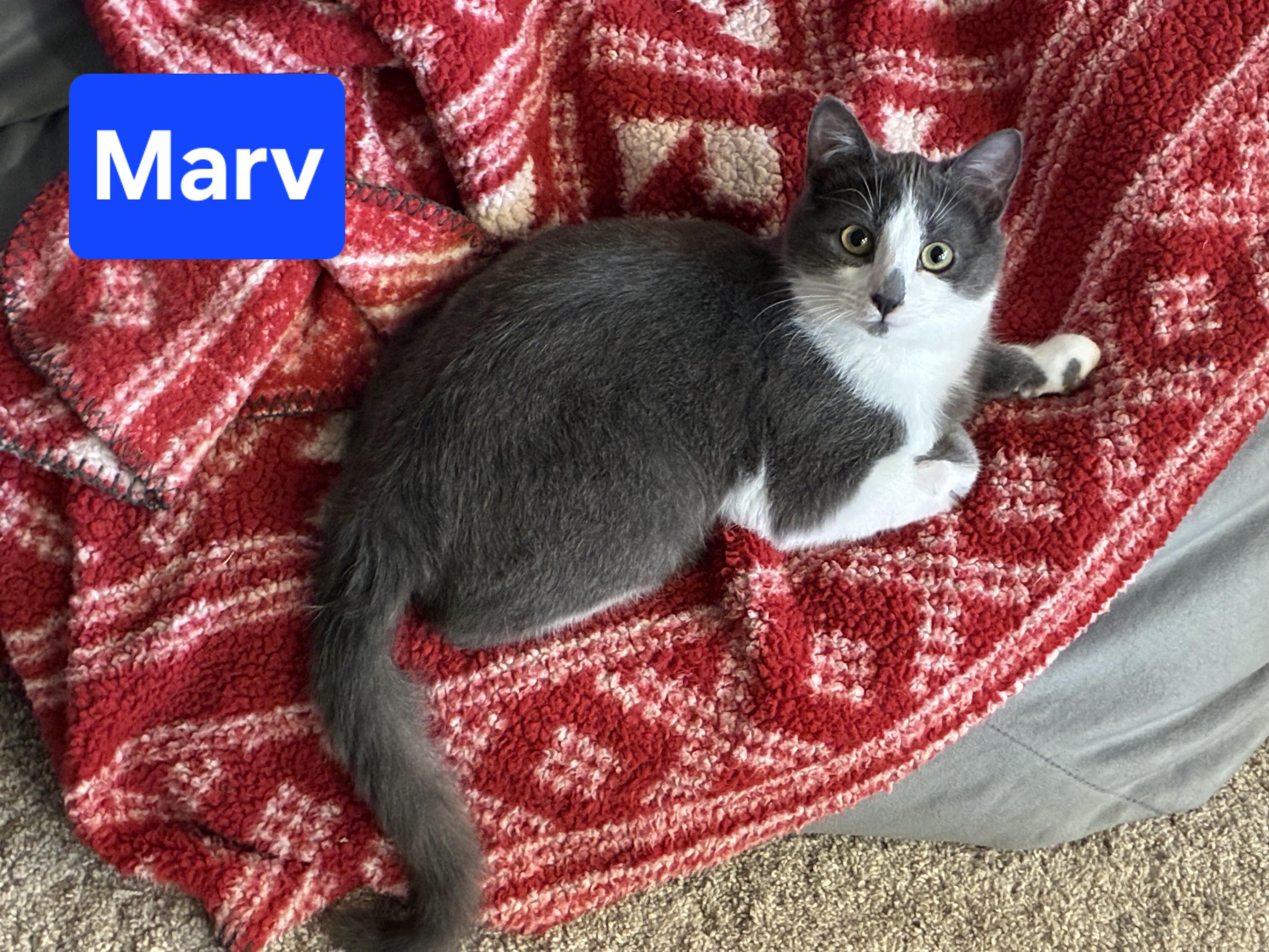 Enlarge Marv (siblings are Max and Molly), a ADOPTABLE Domestic Short Hair in Brighton, MI image 2/6