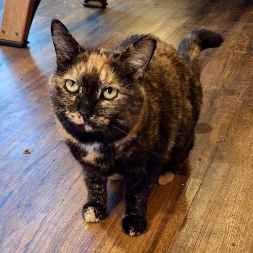 Goldie, Adoptable, Adult Female Tortoiseshell & Domestic Short Hair.