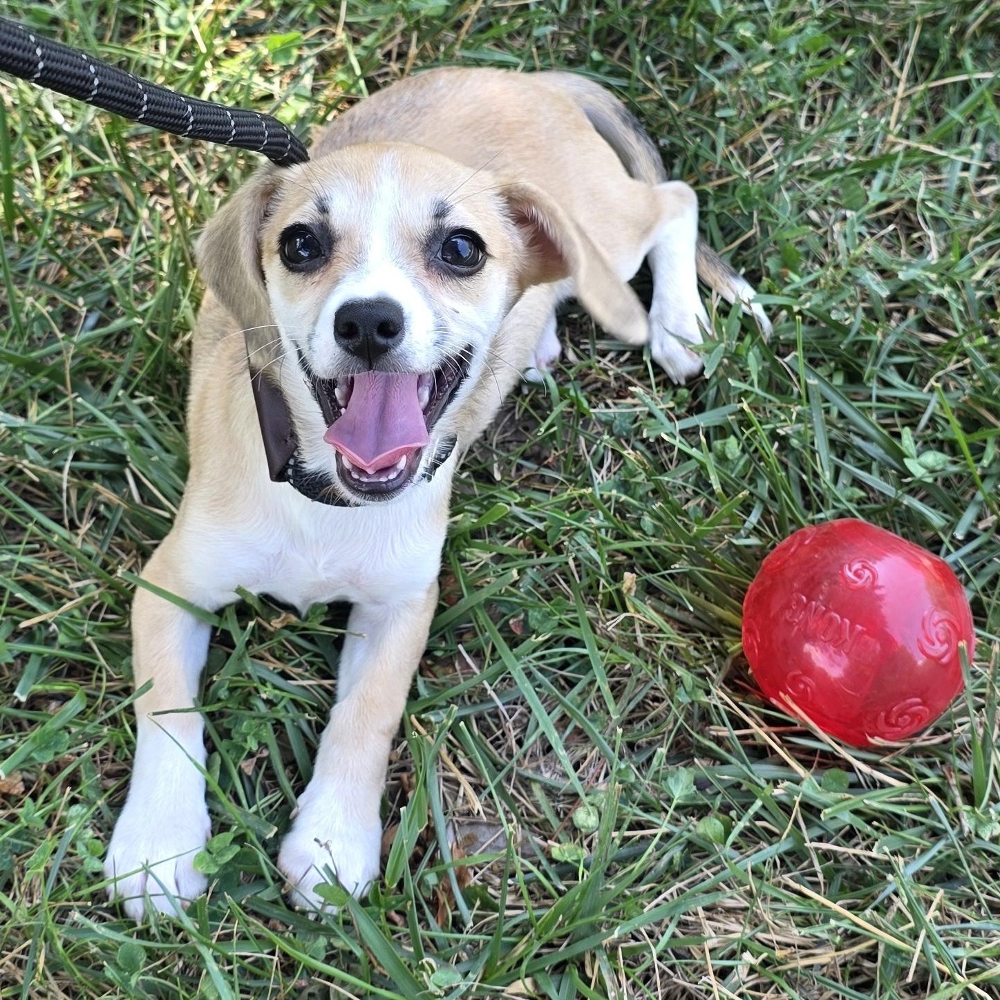 Peanut Butter, Adoptable, Young Female Chihuahua & Mixed Breed.