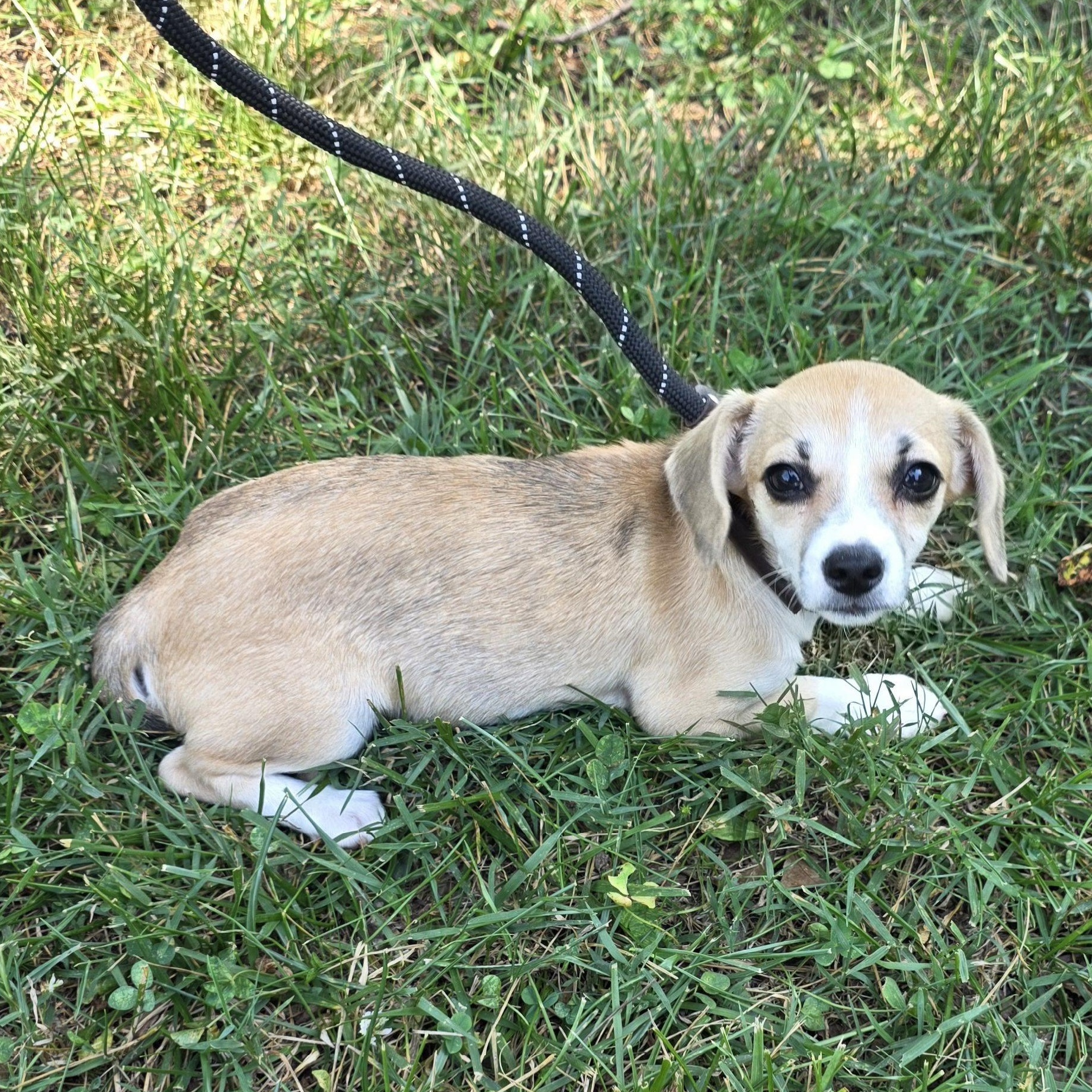 Peanut Butter, a Adoptable mixed breed in Greensboro, NC image 6/6