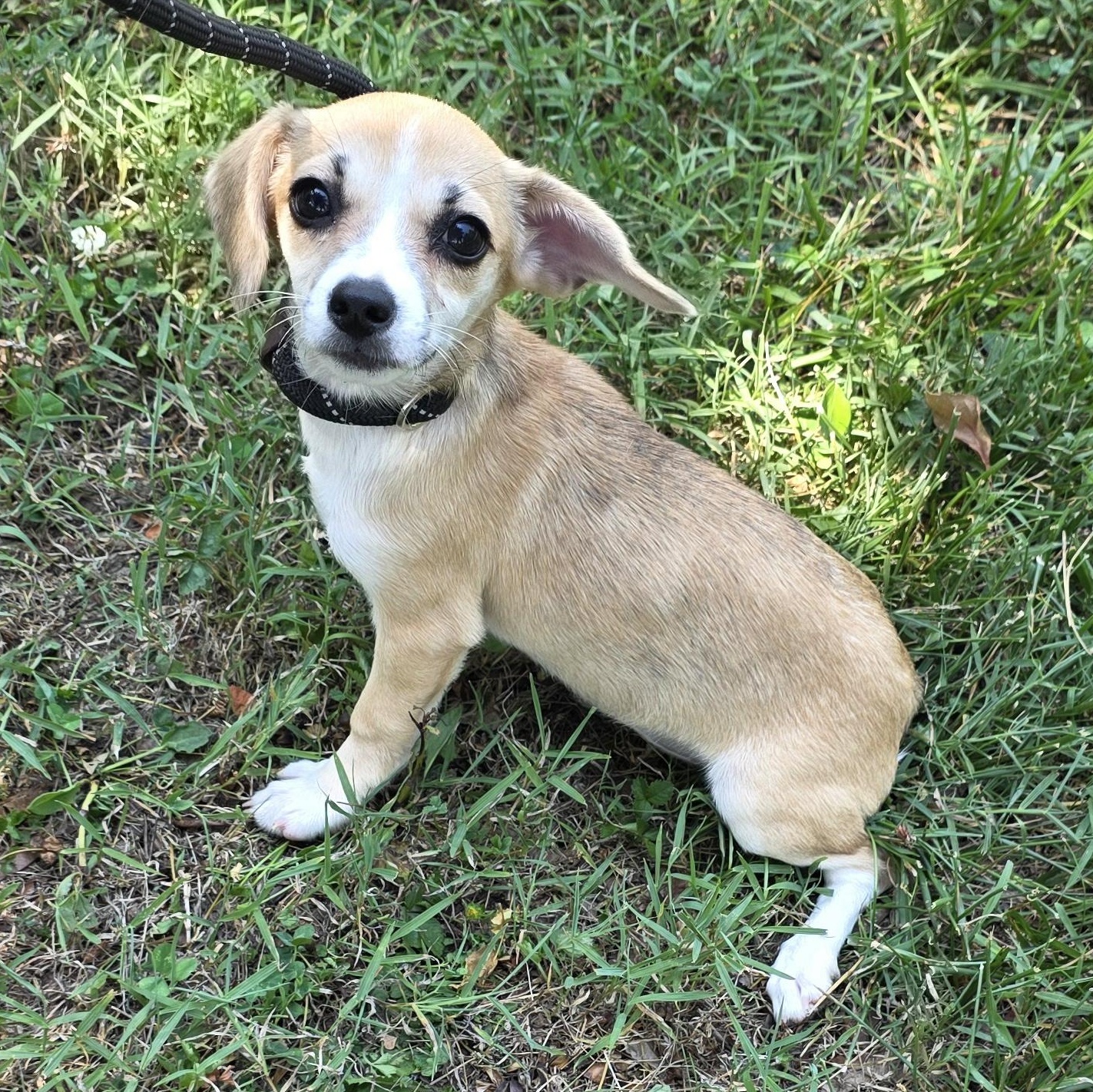 Peanut Butter, a Adoptable mixed breed in Greensboro, NC image 5/6