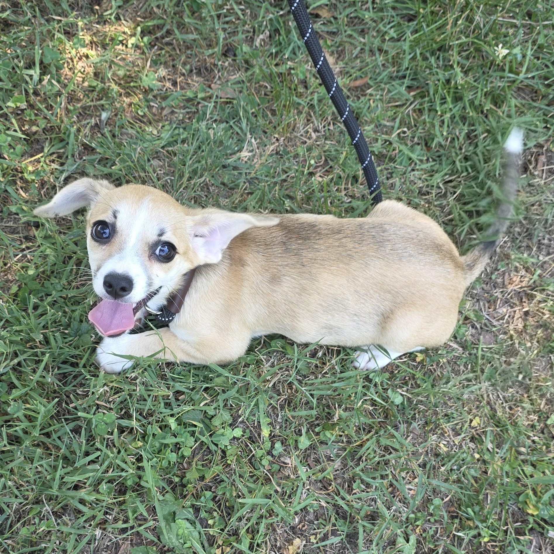 Peanut Butter, a Adoptable mixed breed in Greensboro, NC image 3/6