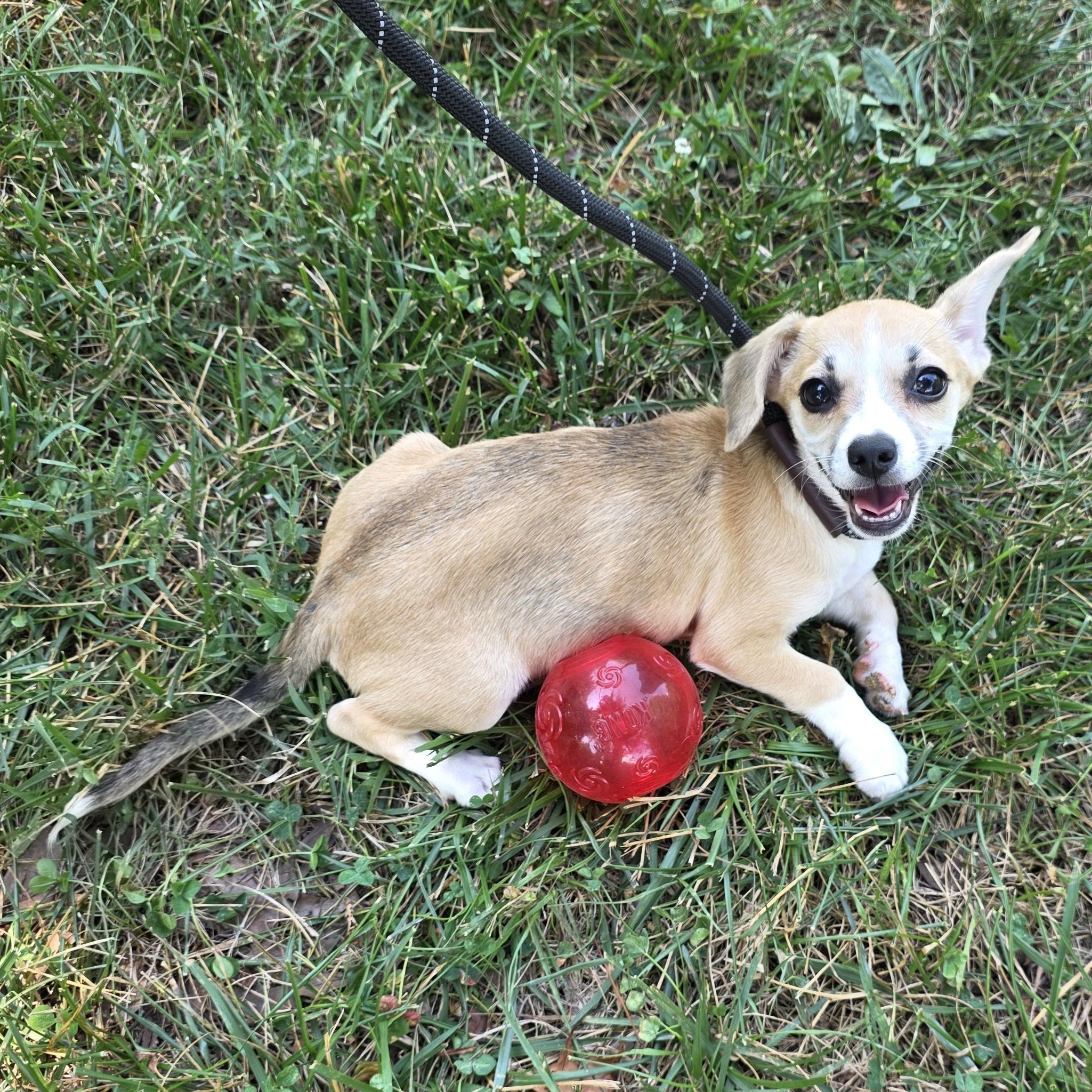 Peanut Butter, a Adoptable mixed breed in Greensboro, NC image 4/6