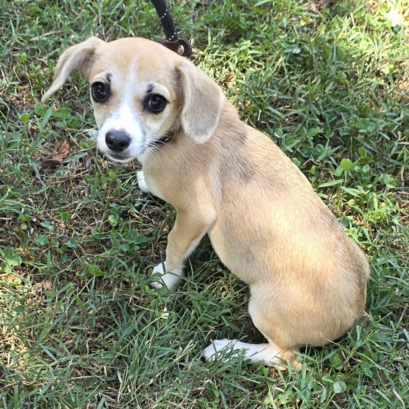 Peanut Butter, a Adoptable mixed breed in Greensboro, NC image 2/6