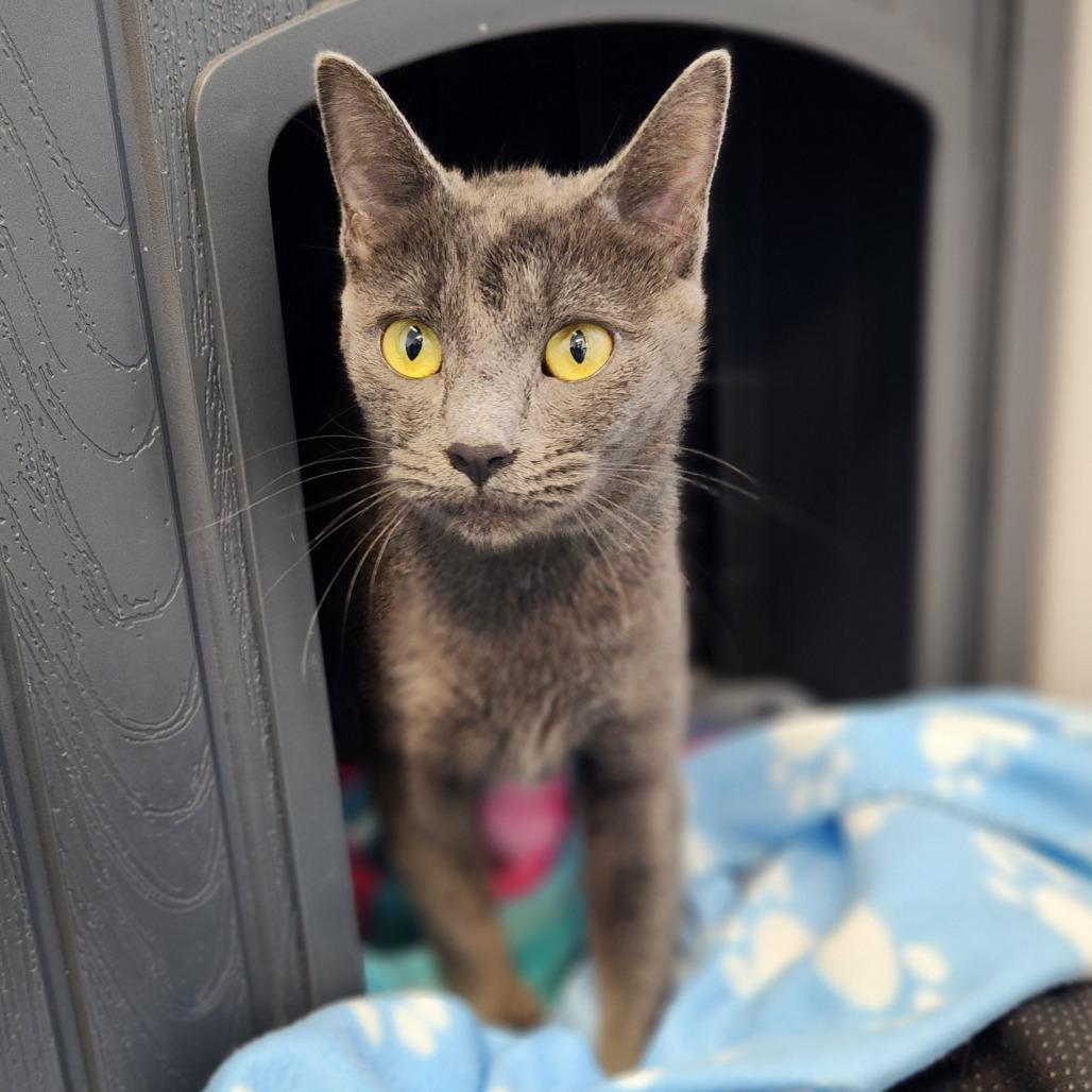 Enlarge Mommas, a Adoptable Domestic Short Hair in Fort Wayne, IN image 1/5