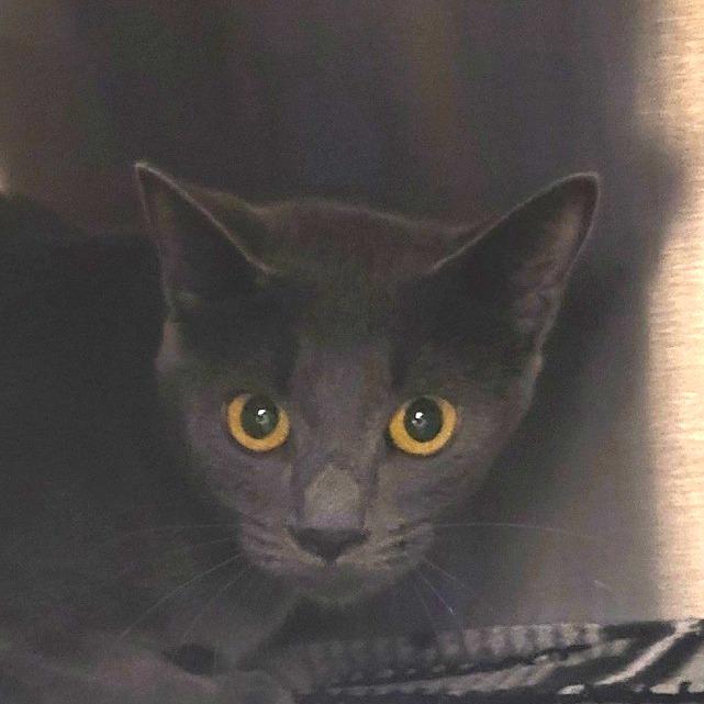 Mommas, Adoptable, Adult Female Domestic Short Hair.