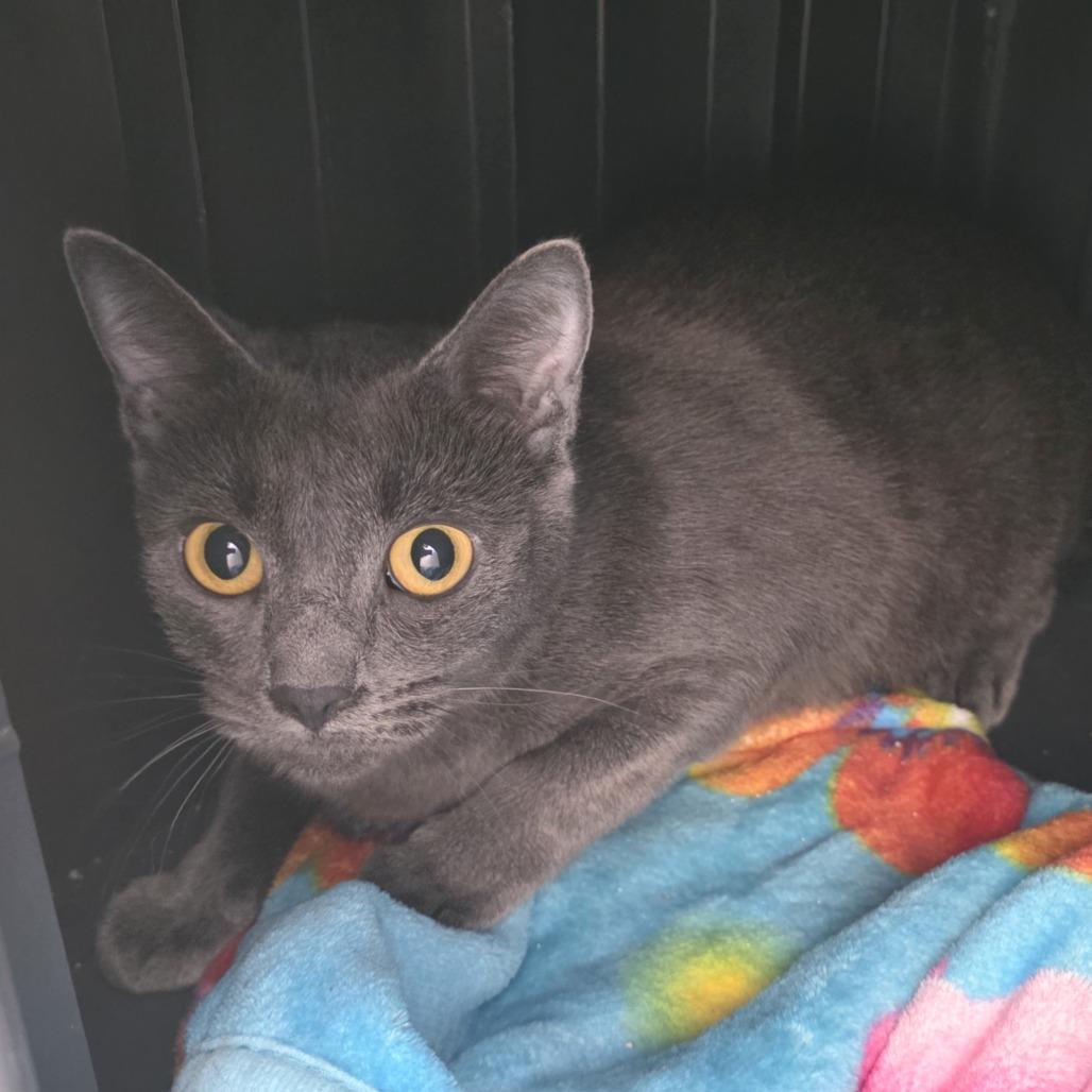 Enlarge Mommas, a Adoptable Domestic Short Hair in Fort Wayne, IN image 2/5