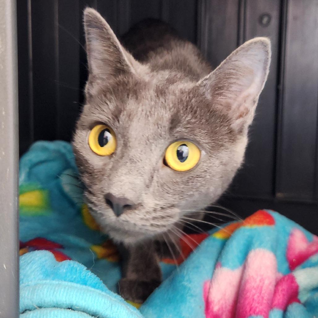 Enlarge Mommas, a Adoptable Domestic Short Hair in Fort Wayne, IN image 3/5