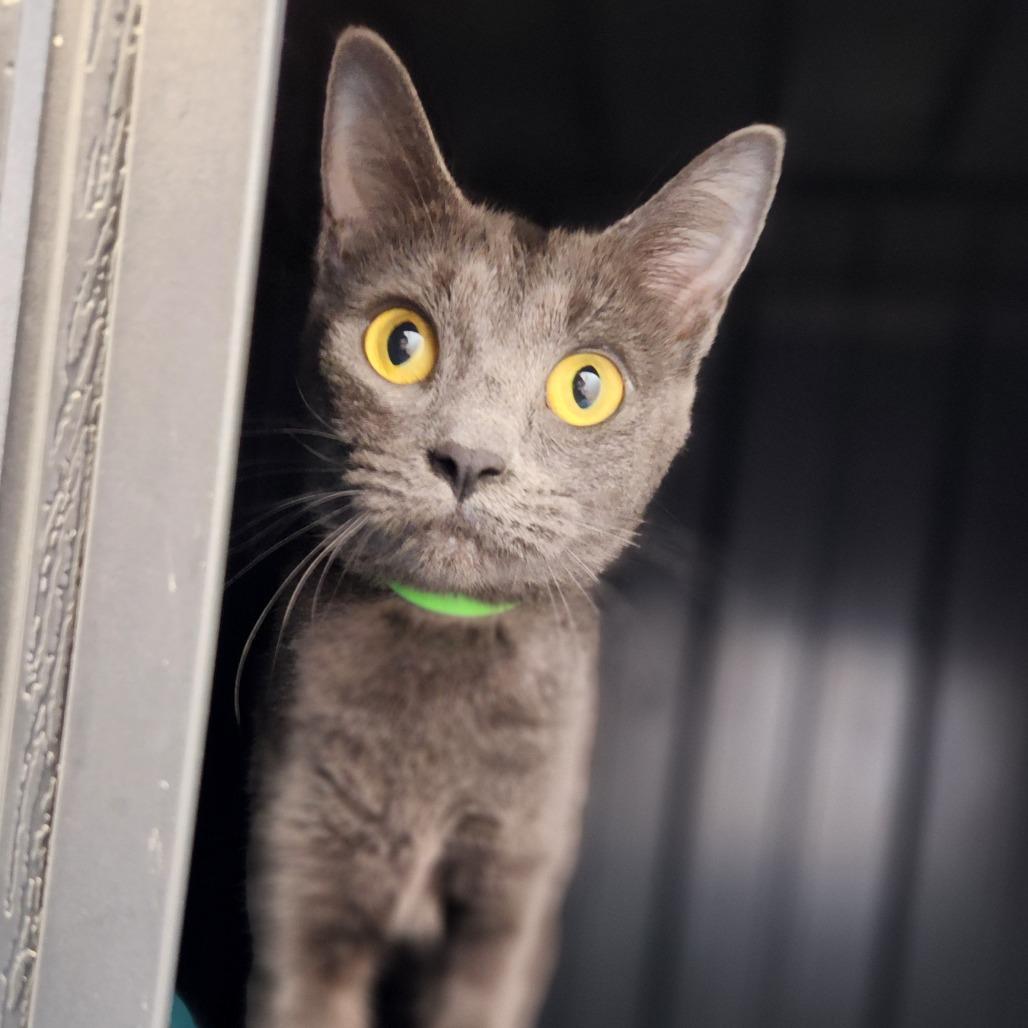 Enlarge Mommas, a Adoptable Domestic Short Hair in Fort Wayne, IN image 4/5