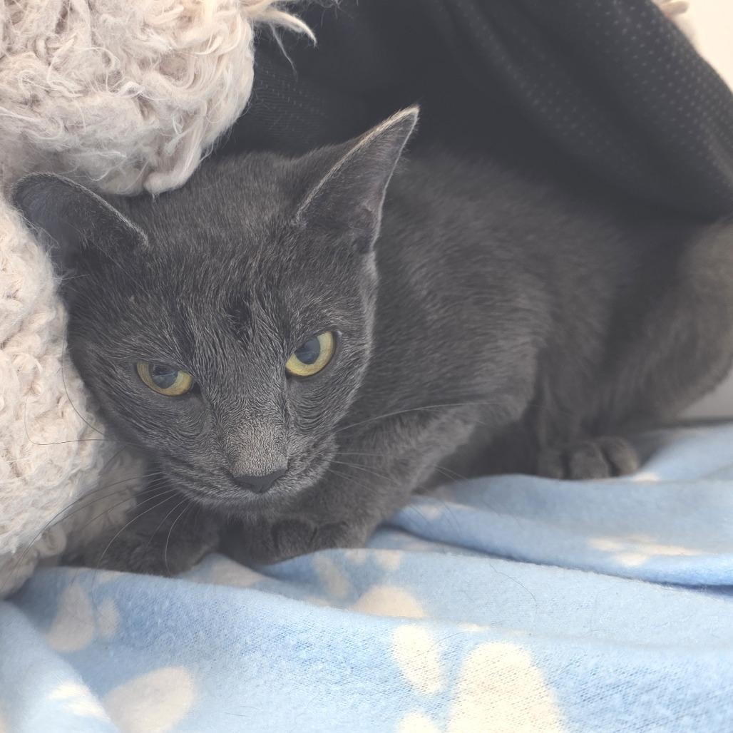 Enlarge Mommas, a Adoptable Domestic Short Hair in Fort Wayne, IN image 2/2