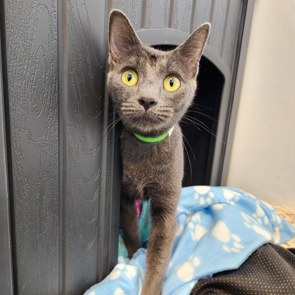 Enlarge Mommas, a Adoptable Domestic Short Hair in Fort Wayne, IN image 5/5