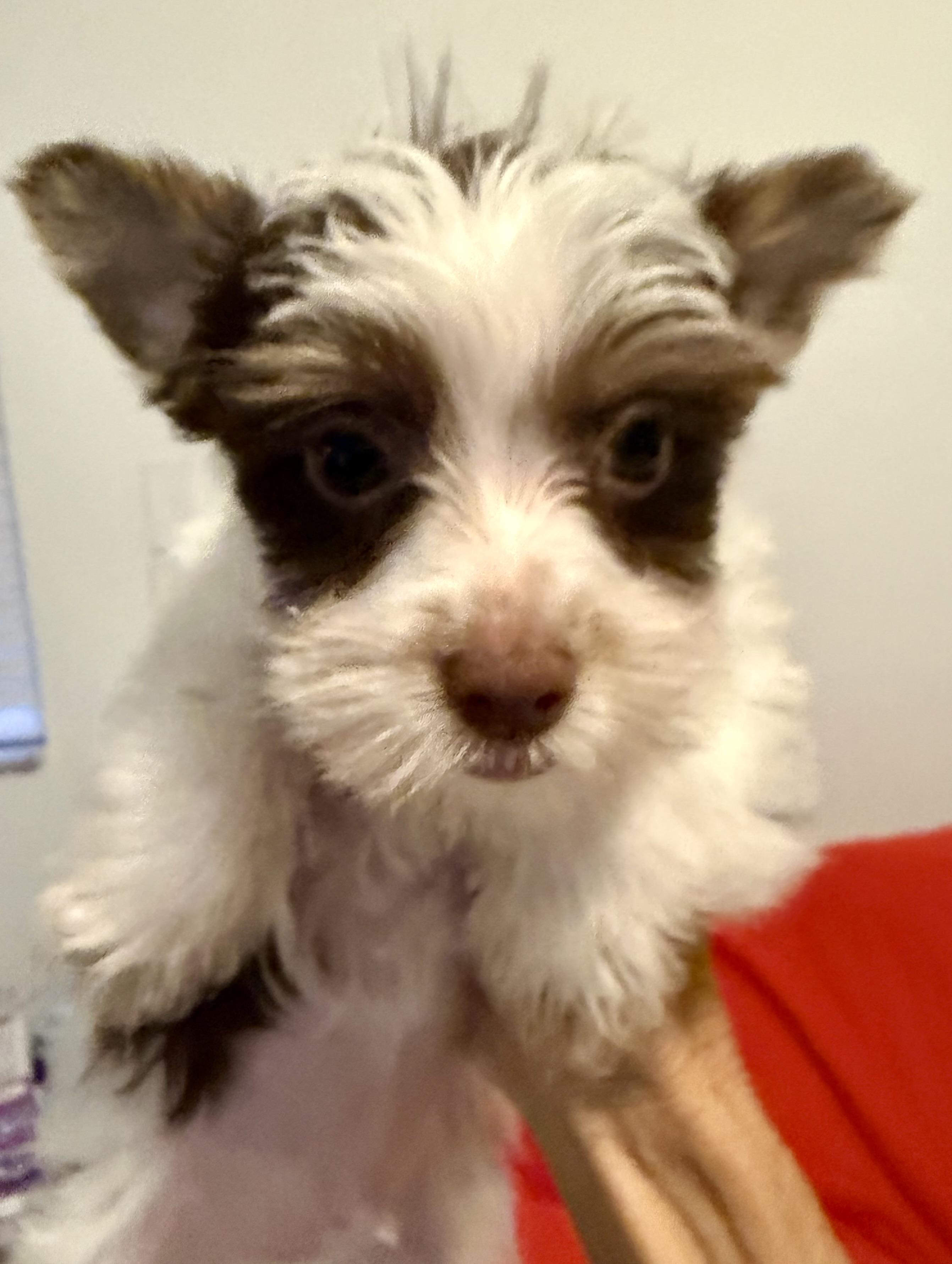 Enlarge Biro Two Yorkshire Terrier Puppy Male, a Adopted Yorkshire Terrier in Boca Raton, FL image 4/6