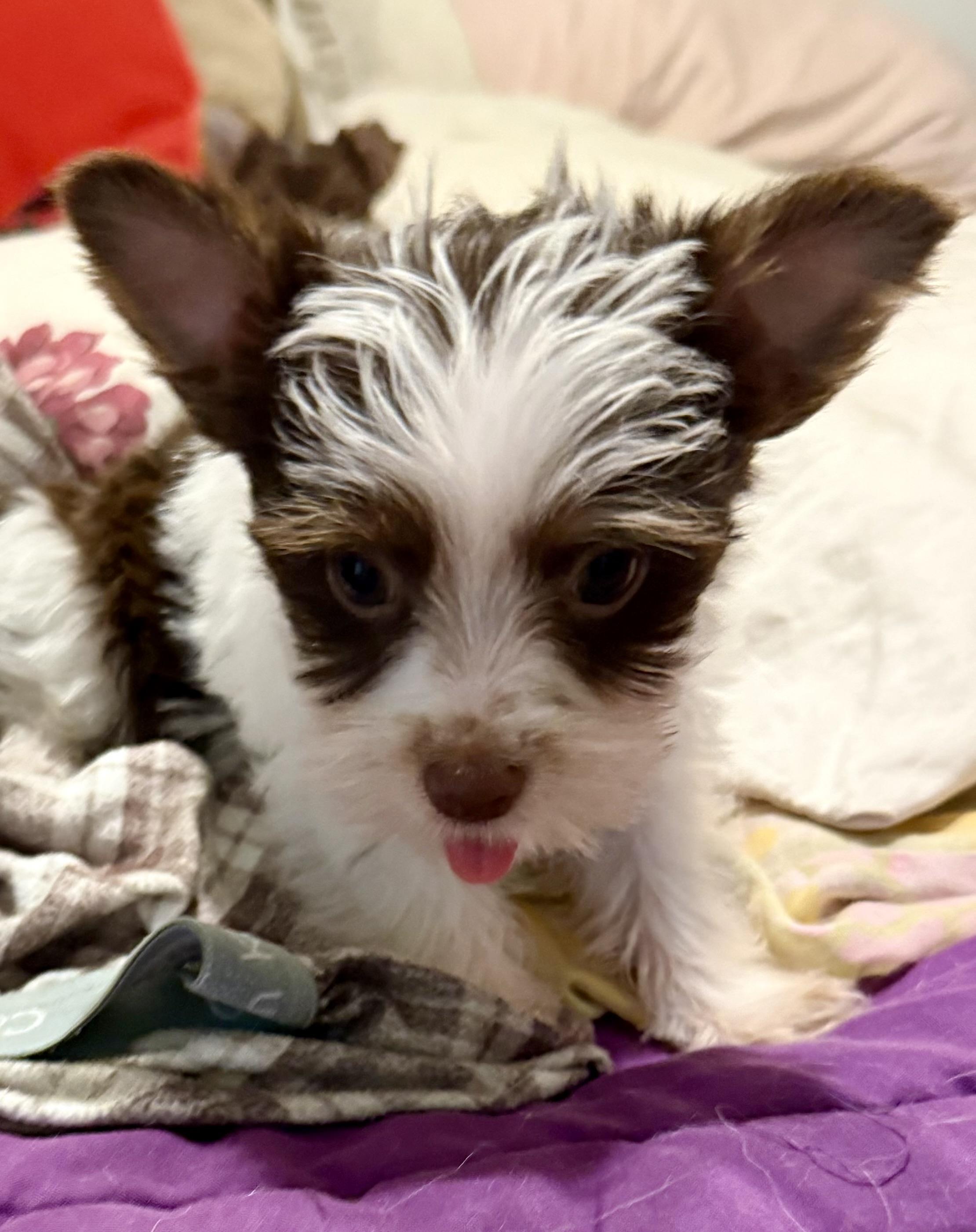 Enlarge Biro Two Yorkshire Terrier Puppy Male, a Adopted Yorkshire Terrier in Boca Raton, FL image 1/6