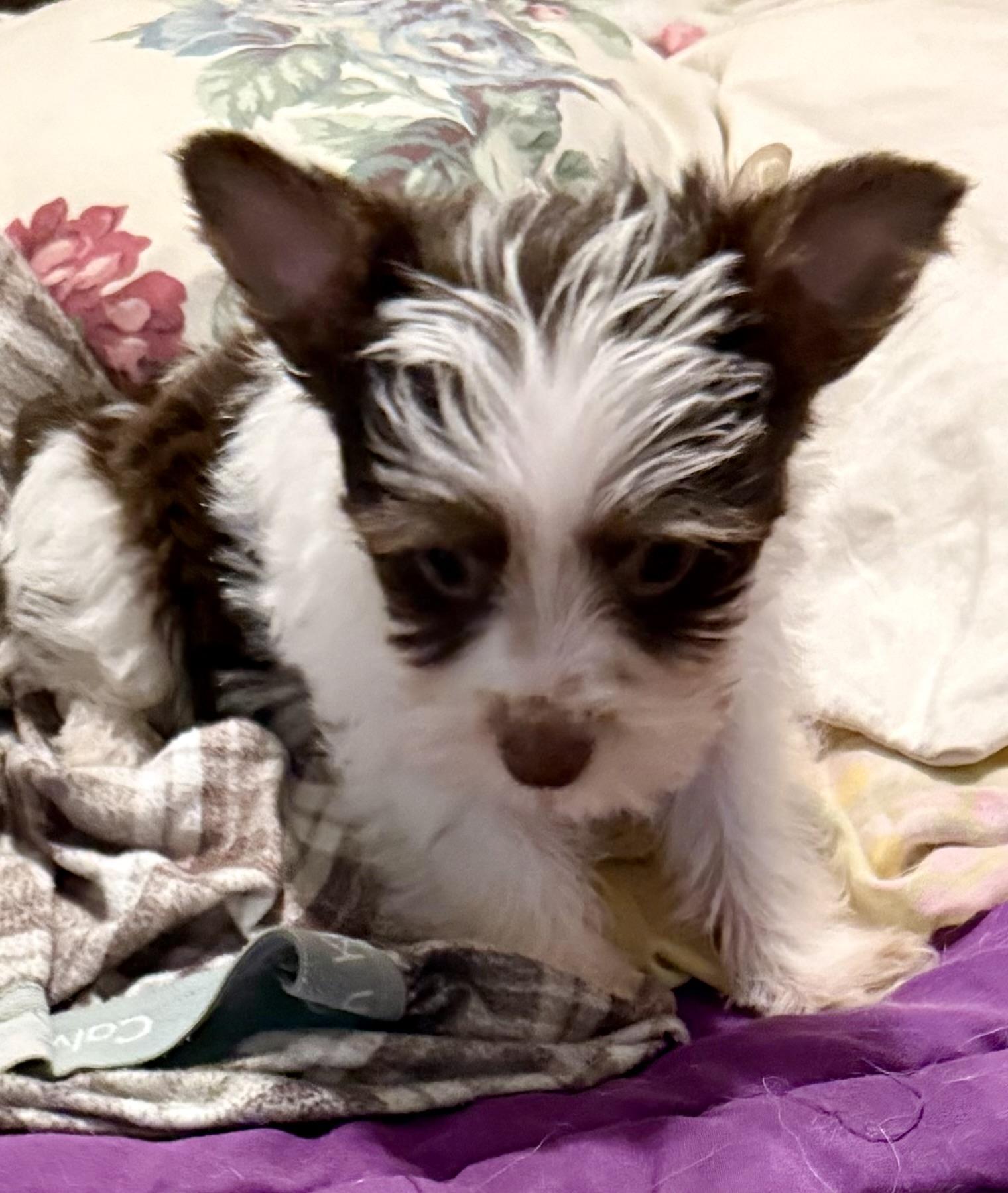 Enlarge Biro Two Yorkshire Terrier Puppy Male, a Adopted Yorkshire Terrier in Boca Raton, FL image 2/6