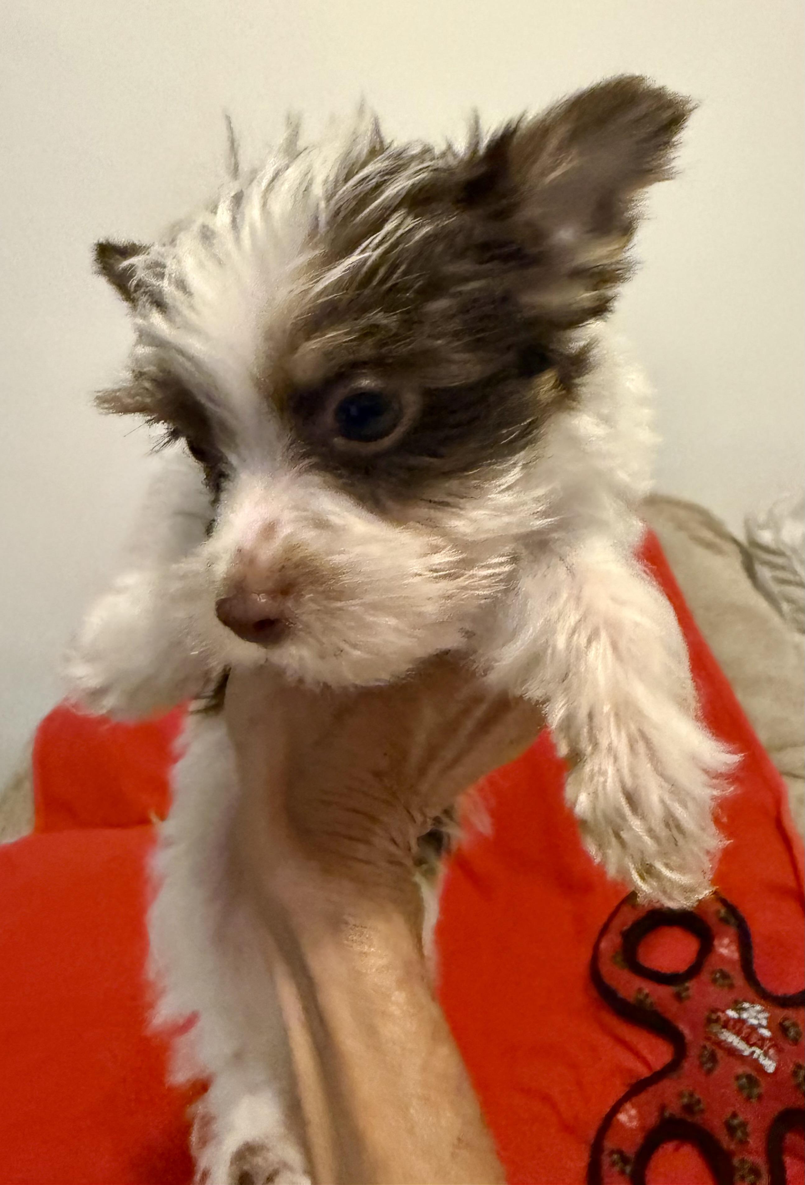 Enlarge Biro Two Yorkshire Terrier Puppy Male, a Adopted Yorkshire Terrier in Boca Raton, FL image 3/6