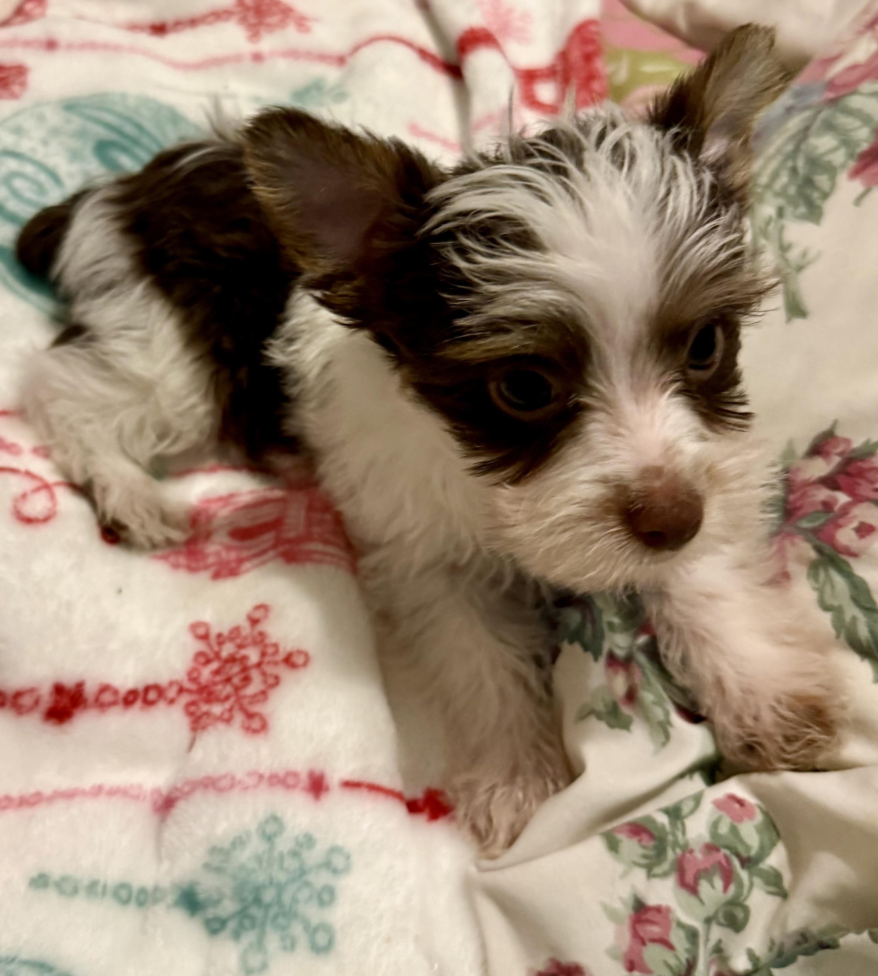 Enlarge Biro Two Yorkshire Terrier Puppy Male, a Adopted Yorkshire Terrier in Boca Raton, FL image 5/6