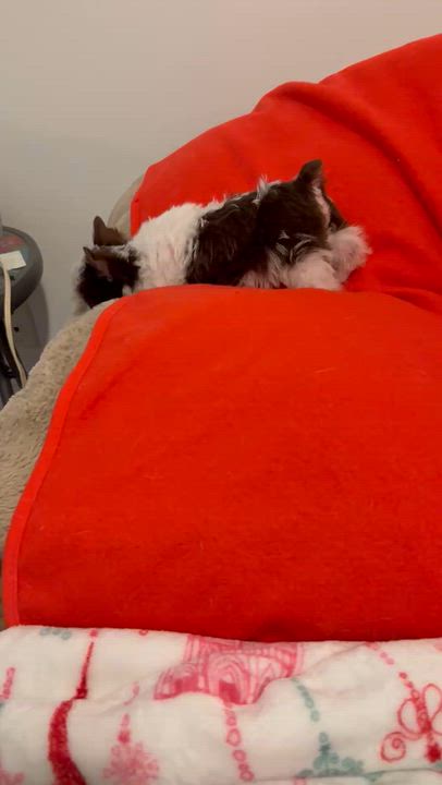 Enlarge Biro Two Yorkshire Terrier Puppy Male, a Adopted Yorkshire Terrier in Boca Raton, FL video 6/6