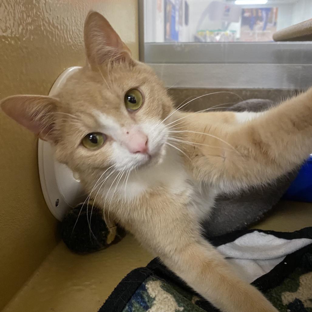 Archie, Adoptable, Adult Male Domestic Short Hair.