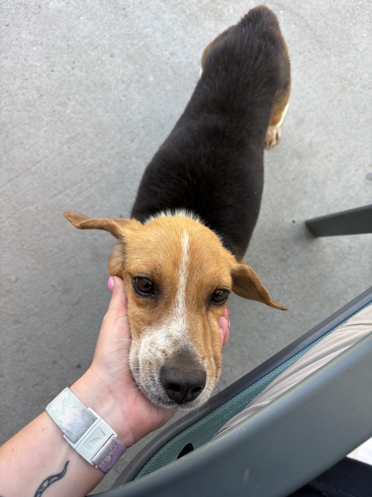 Liam, a ADOPTABLE Beagle in Ashland, VA image 4/6