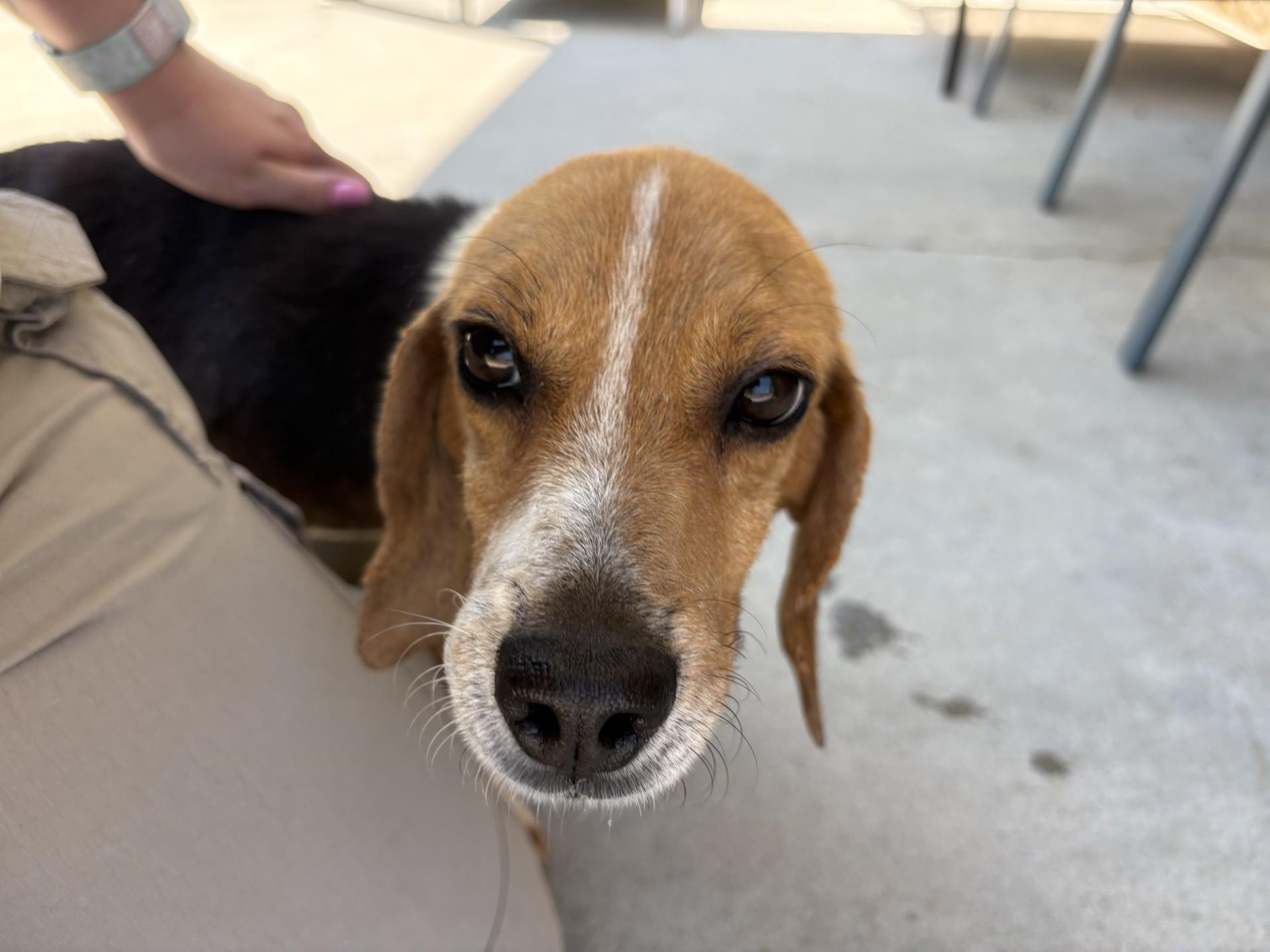 Liam, a ADOPTABLE Beagle in Ashland, VA image 3/6