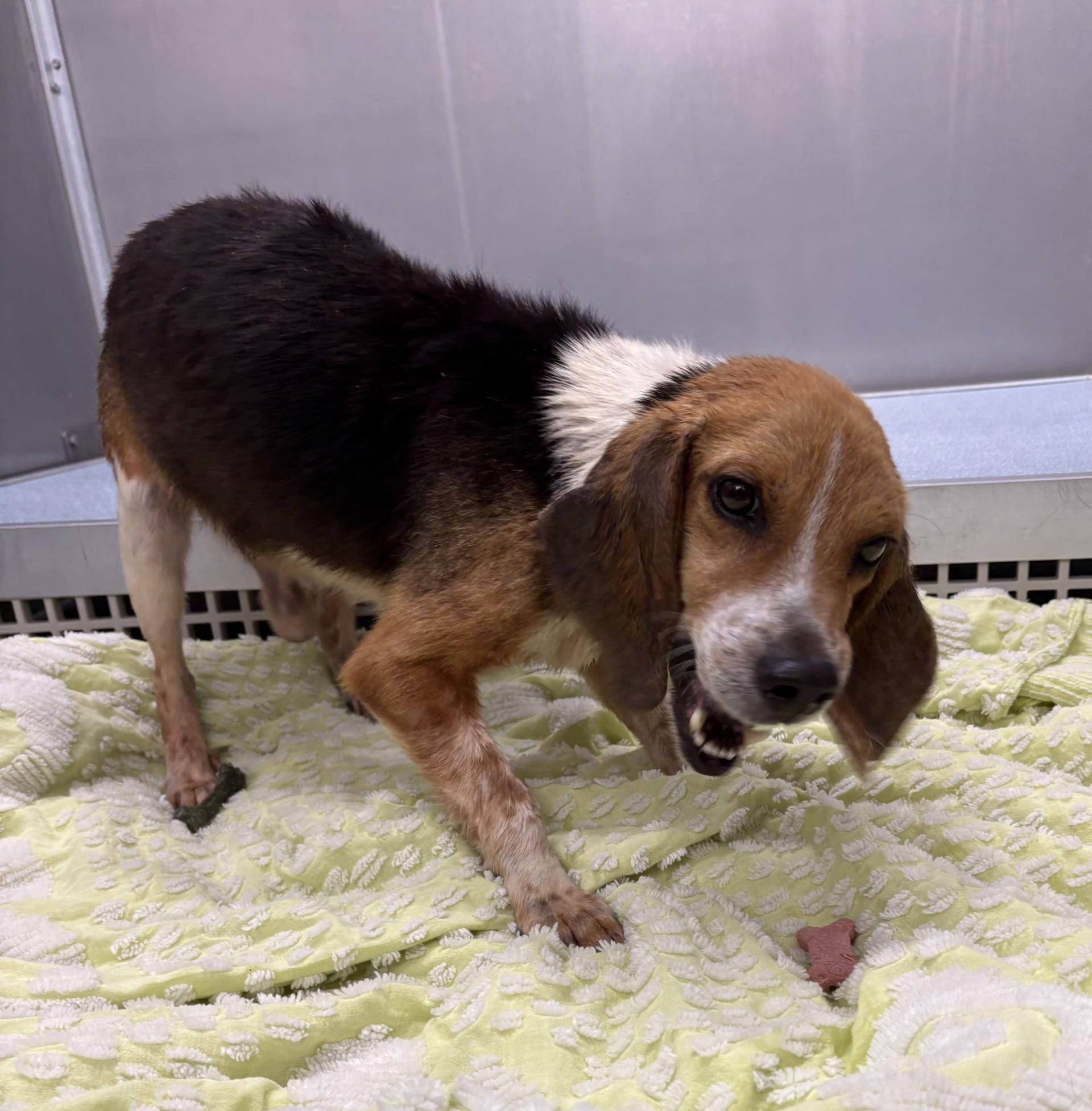 Liam, a ADOPTABLE Beagle in Ashland, VA image 2/6