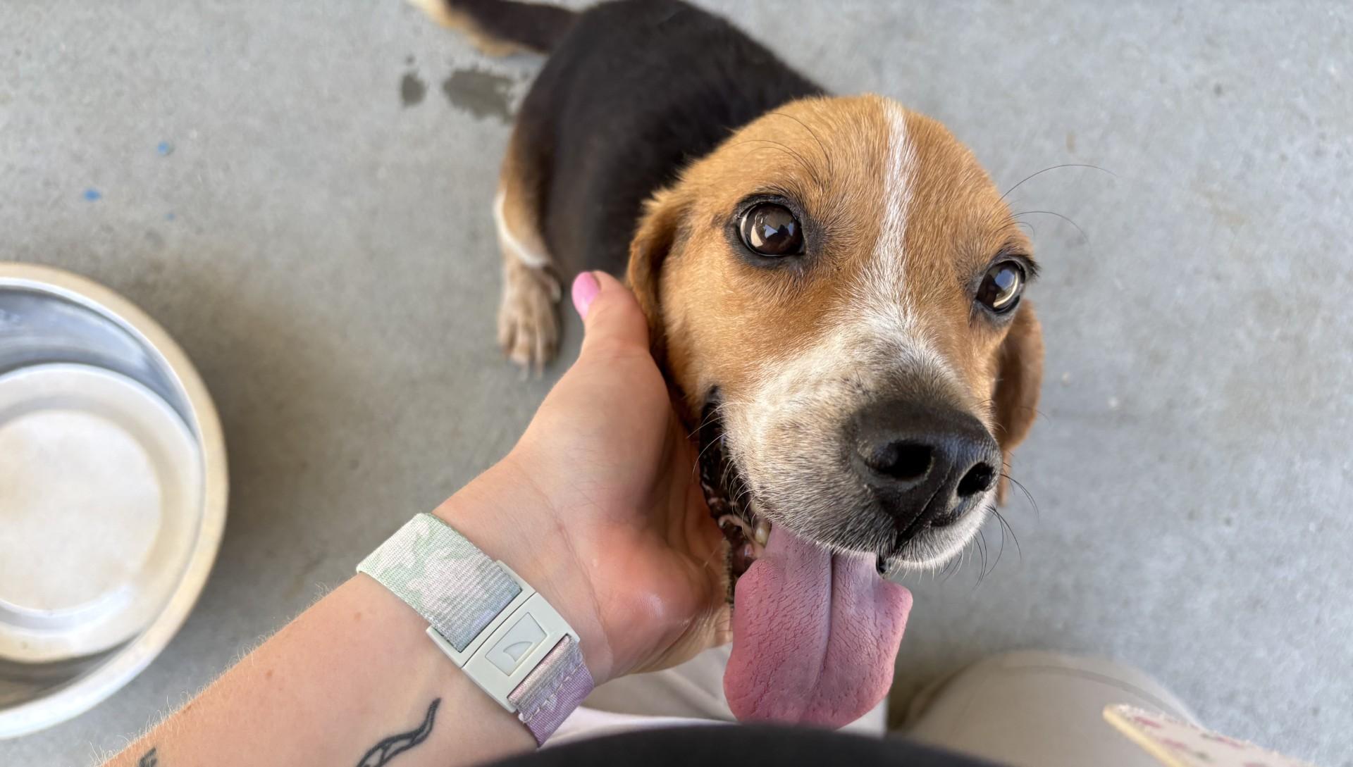 Liam, a ADOPTABLE Beagle in Ashland, VA image 1/6