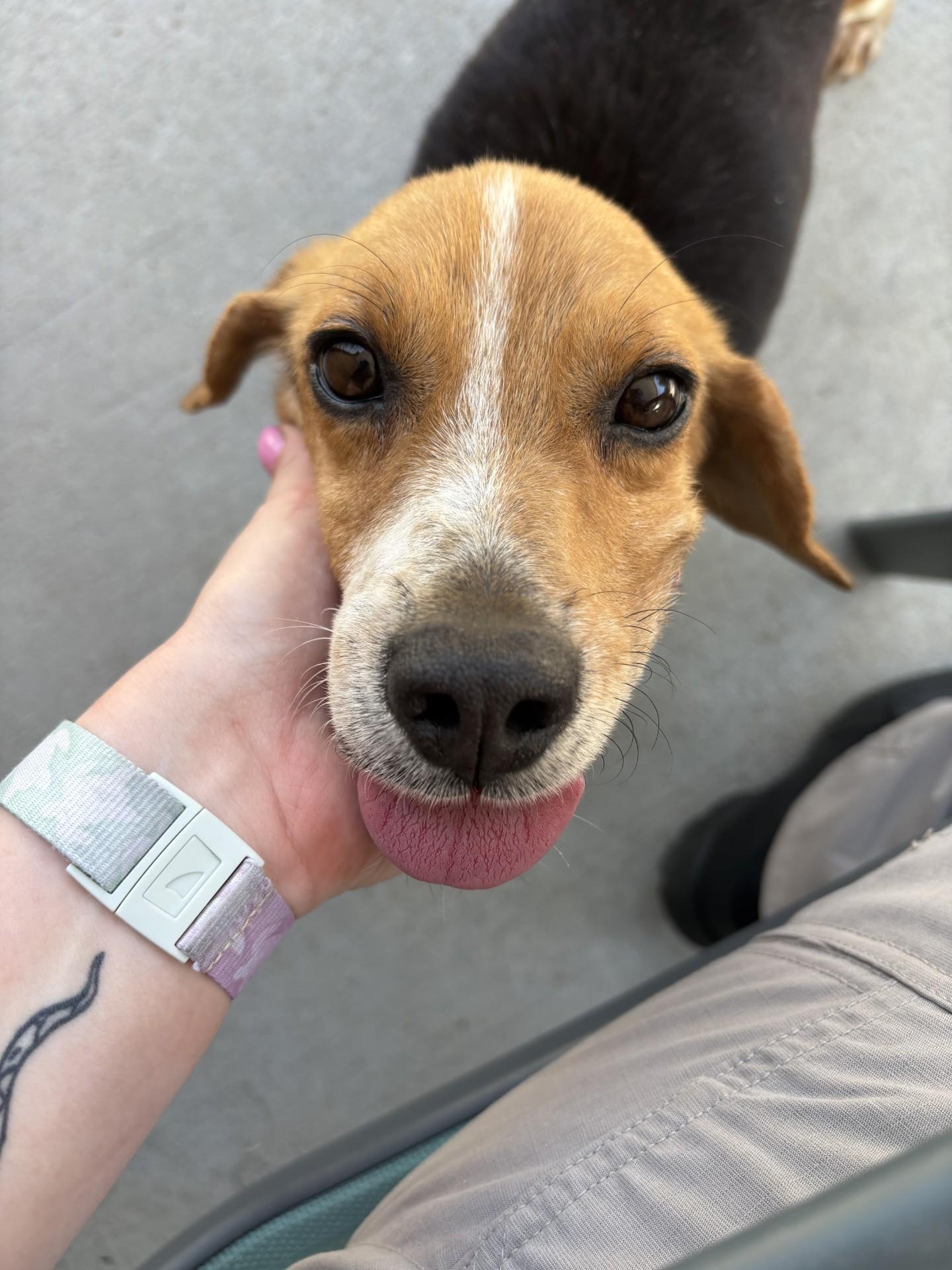 Liam, a ADOPTABLE Beagle in Ashland, VA image 6/6