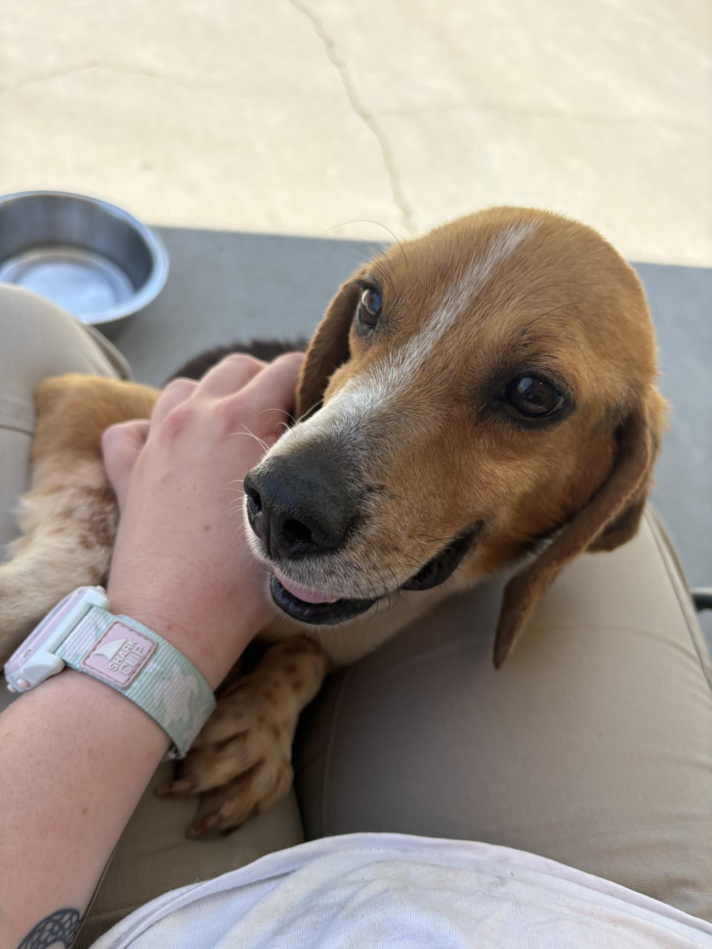 Liam, a ADOPTABLE Beagle in Ashland, VA image 5/6