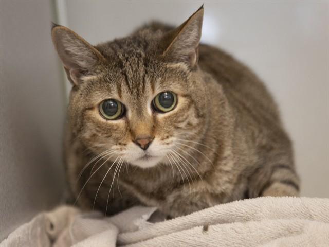 Enlarge BINKS, a Adoptable Domestic Short Hair in Phoenix, AZ image 1/1