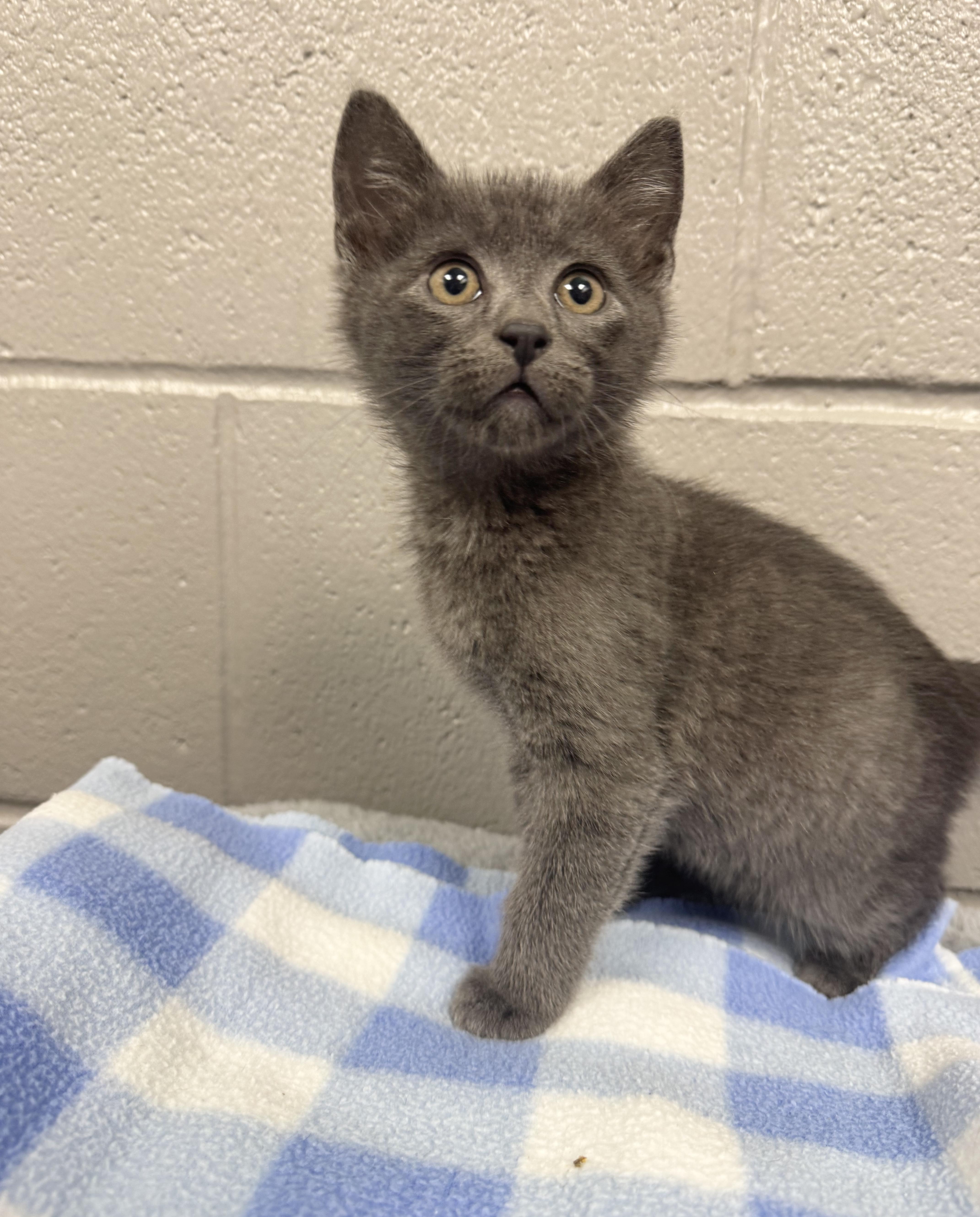 Sweet baby Blu, a ADOPTABLE mixed breed in West Hartford , CT image 4/5