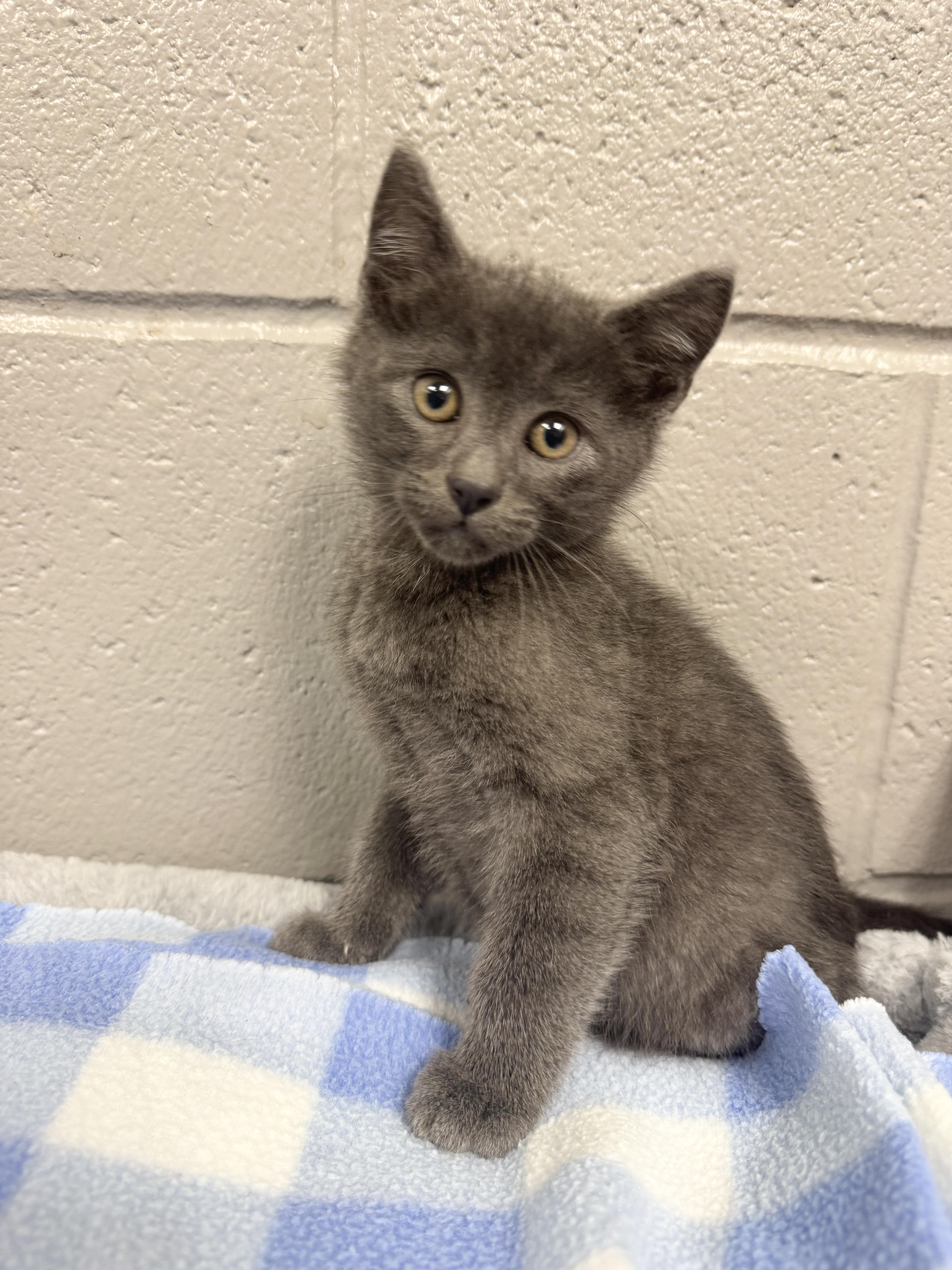 Sweet baby Blu, a ADOPTABLE mixed breed in West Hartford , CT image 5/5