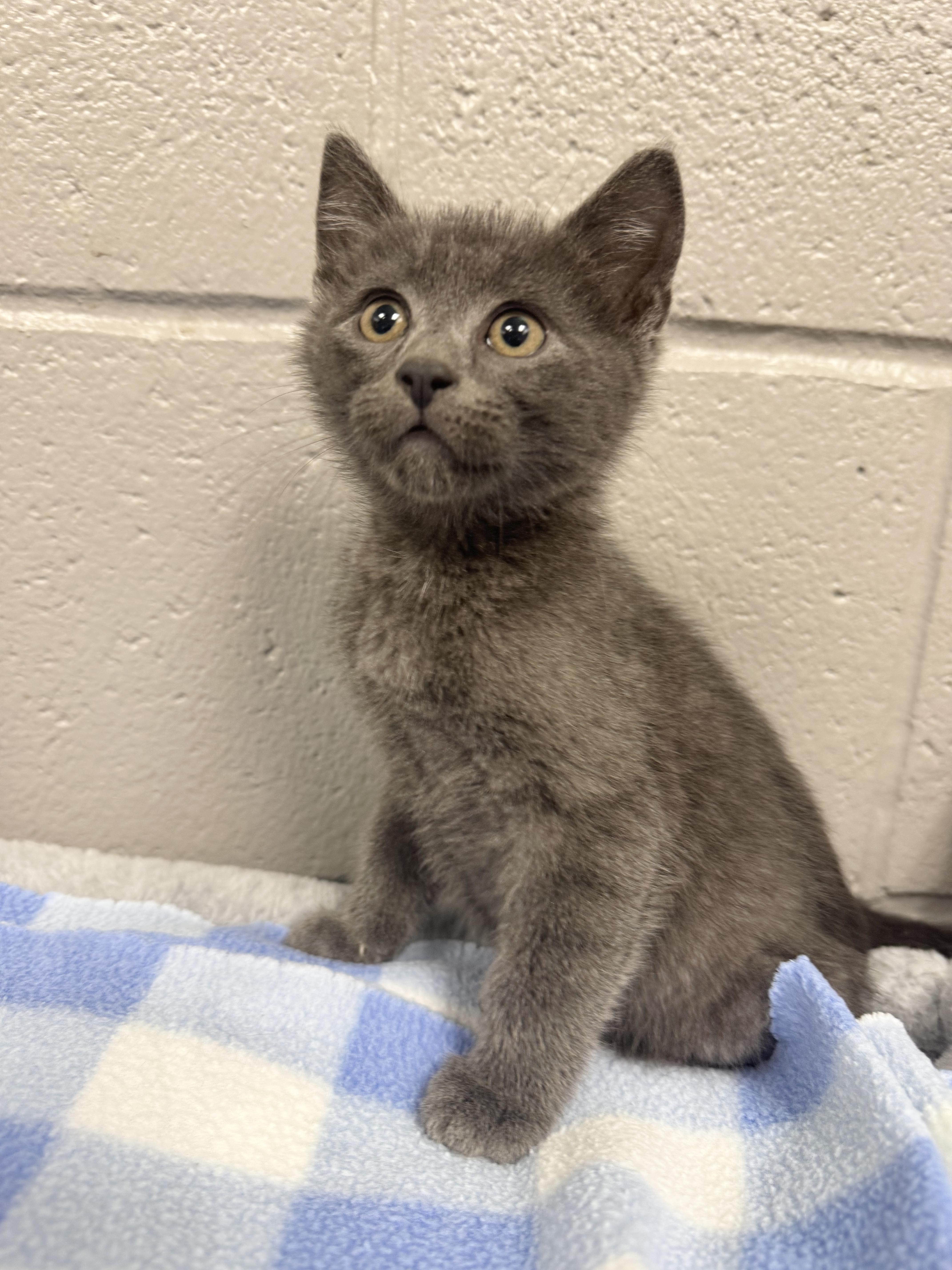 Sweet baby Blu, a ADOPTABLE mixed breed in West Hartford , CT image 1/5