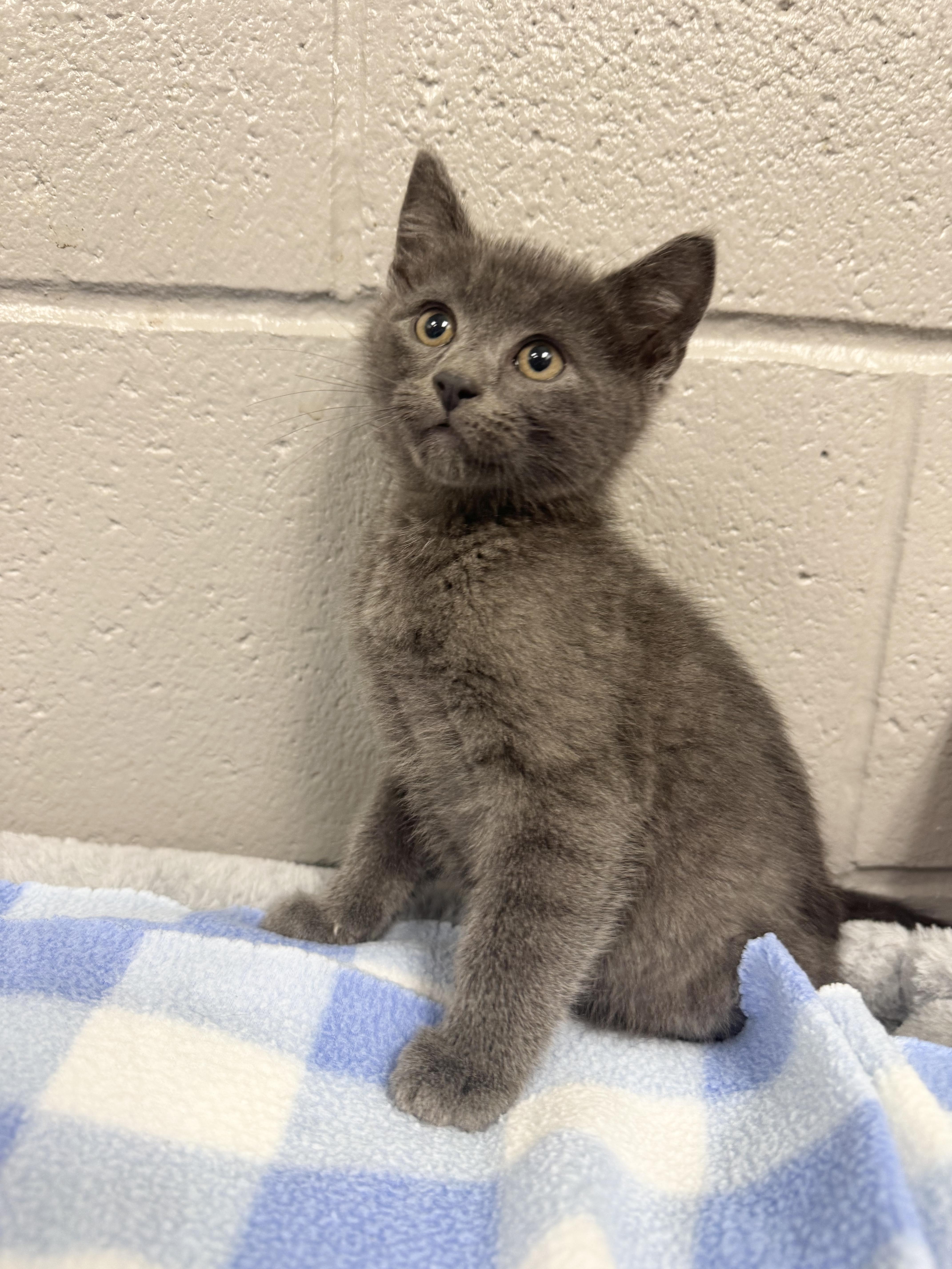 Sweet baby Blu, a ADOPTABLE mixed breed in West Hartford , CT image 3/5