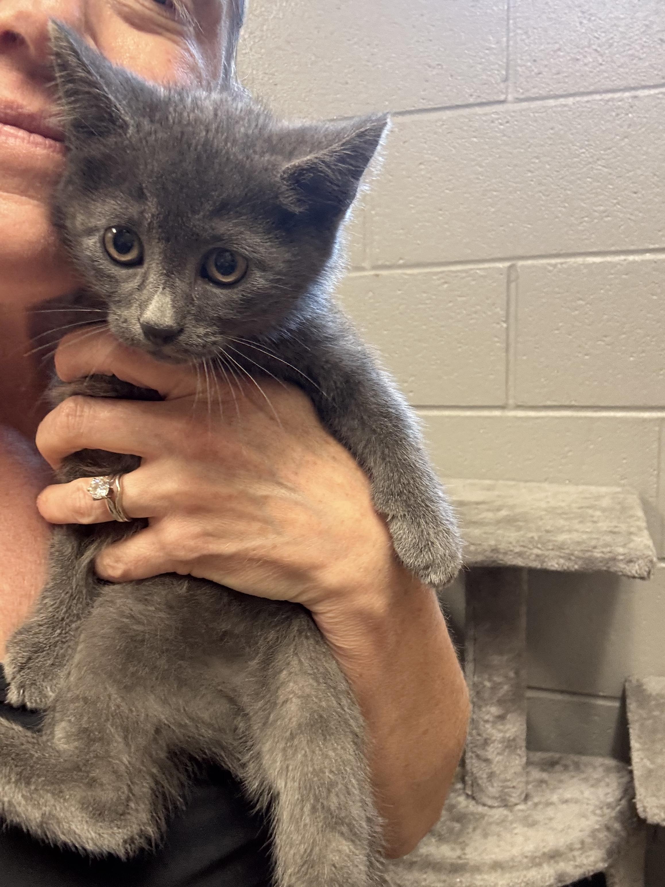 Sweet baby Blu, a ADOPTABLE mixed breed in West Hartford , CT image 2/5